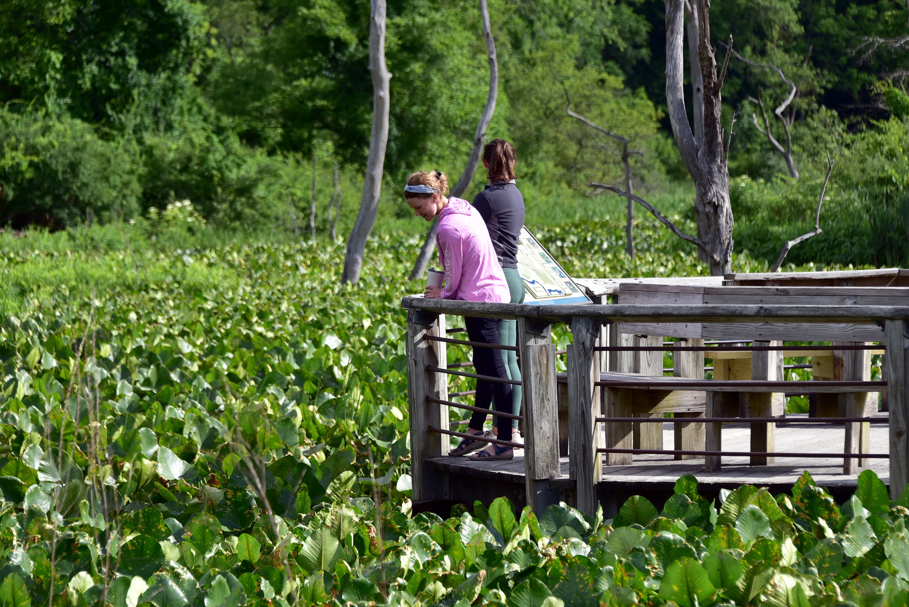 Beaver Marsh Viewing Platform