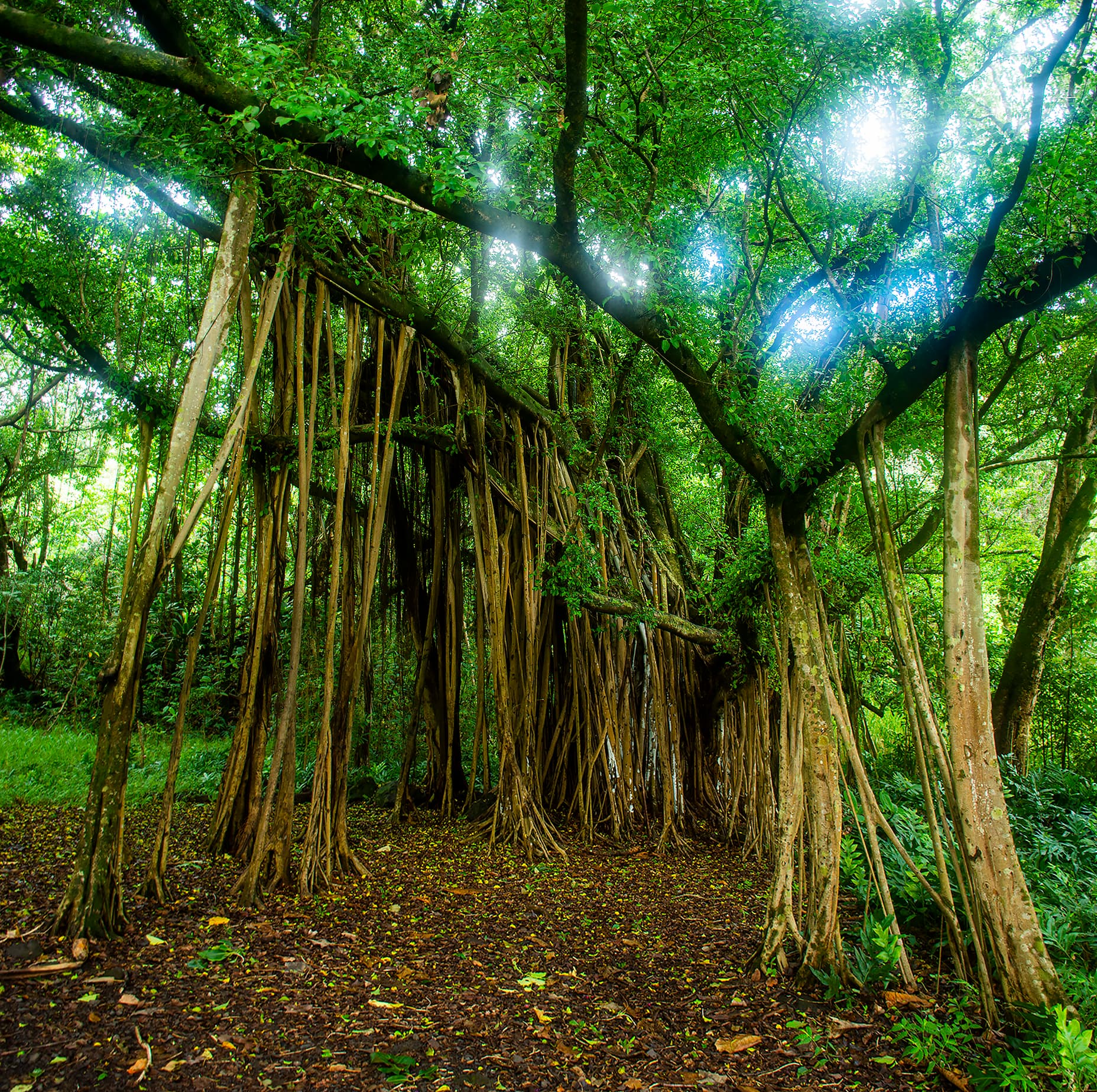 Banyan Tree