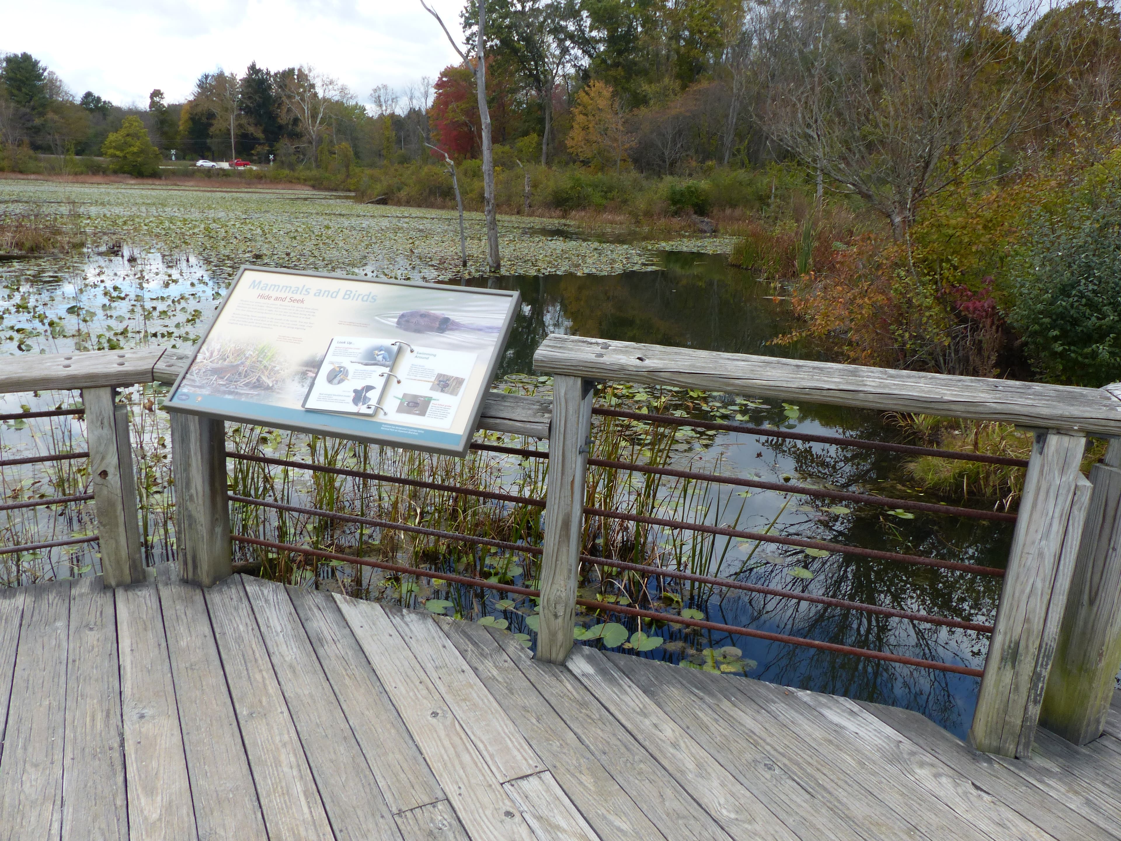 Beaver Marsh, North Boardwalk