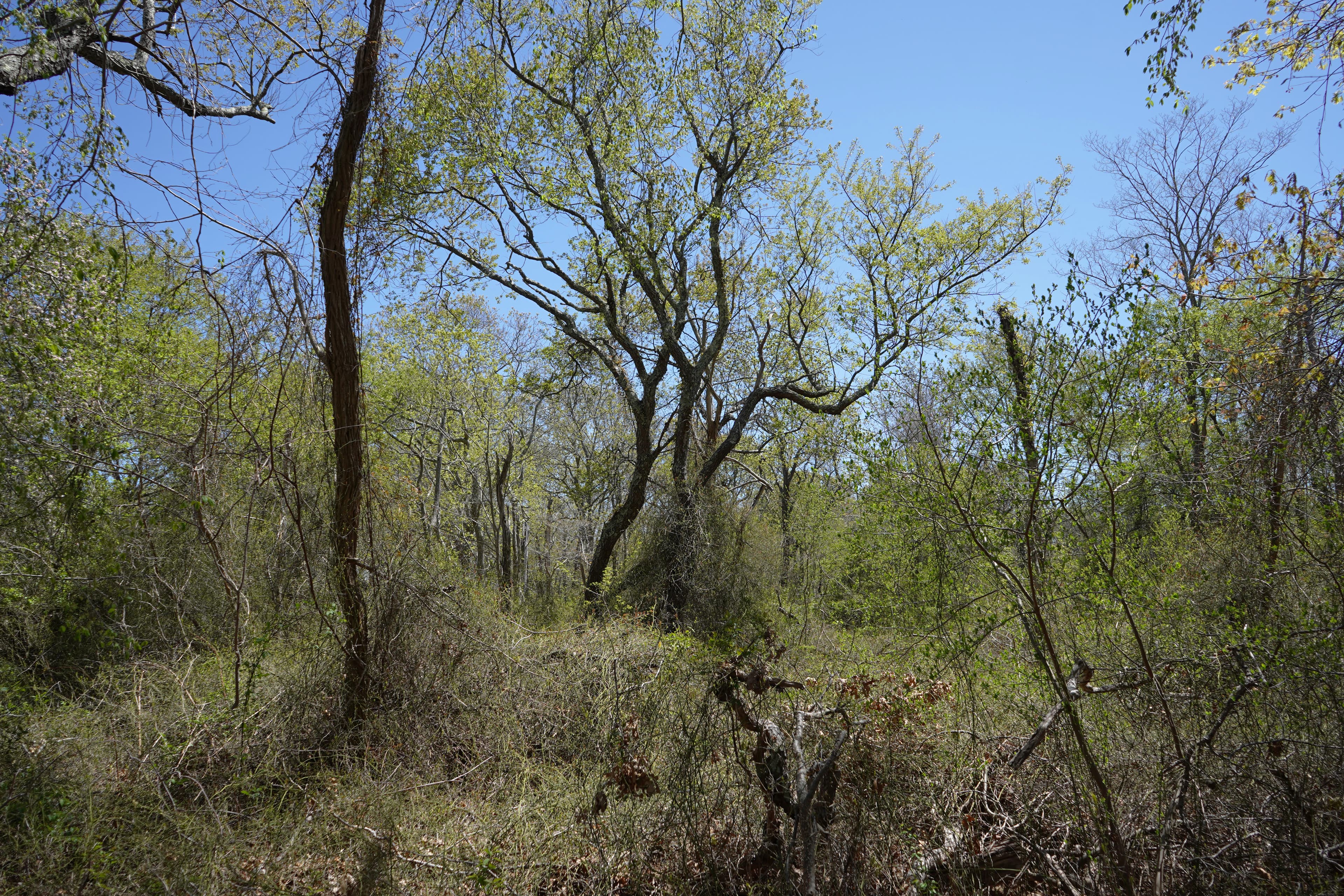 Land Use Trail: Boardwalk Landing