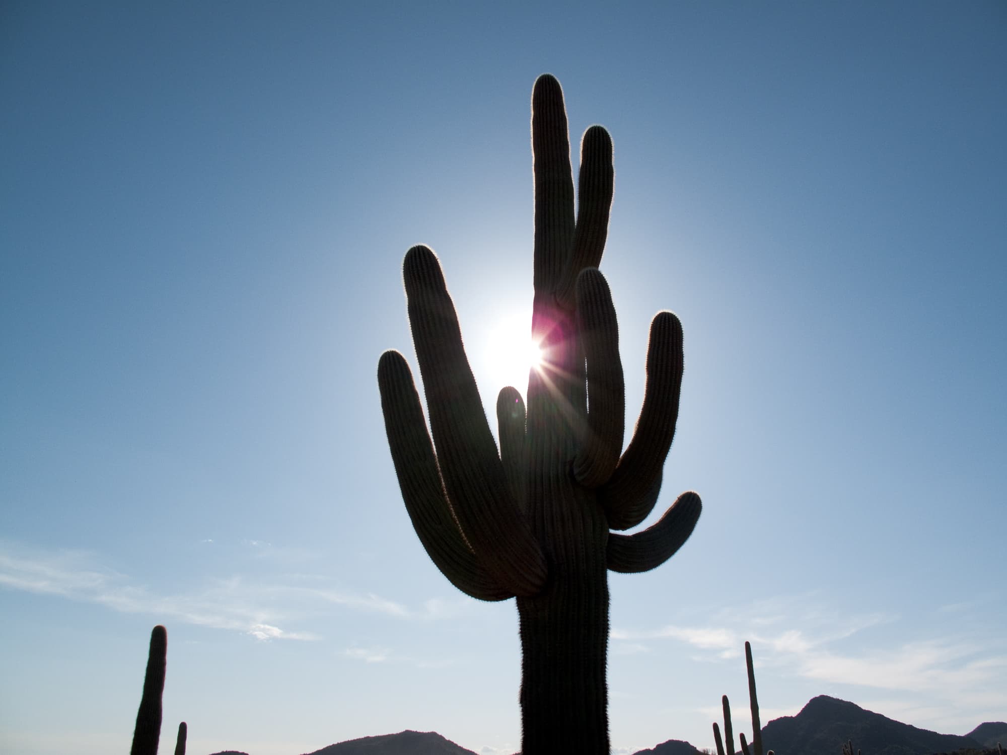 Ajo Mountain Drive Stop 3