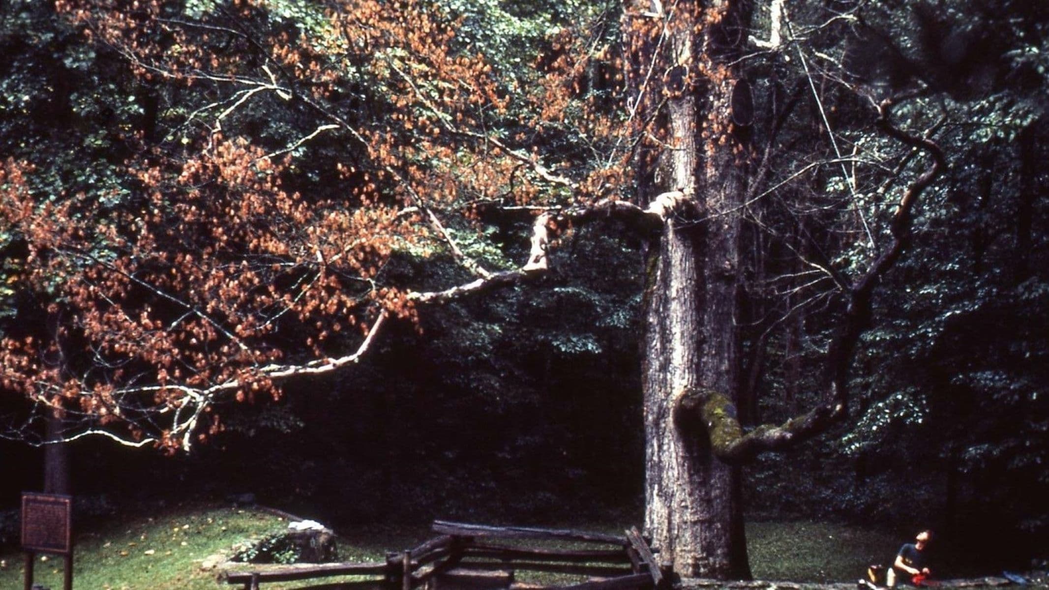 Boundary Oak Trail