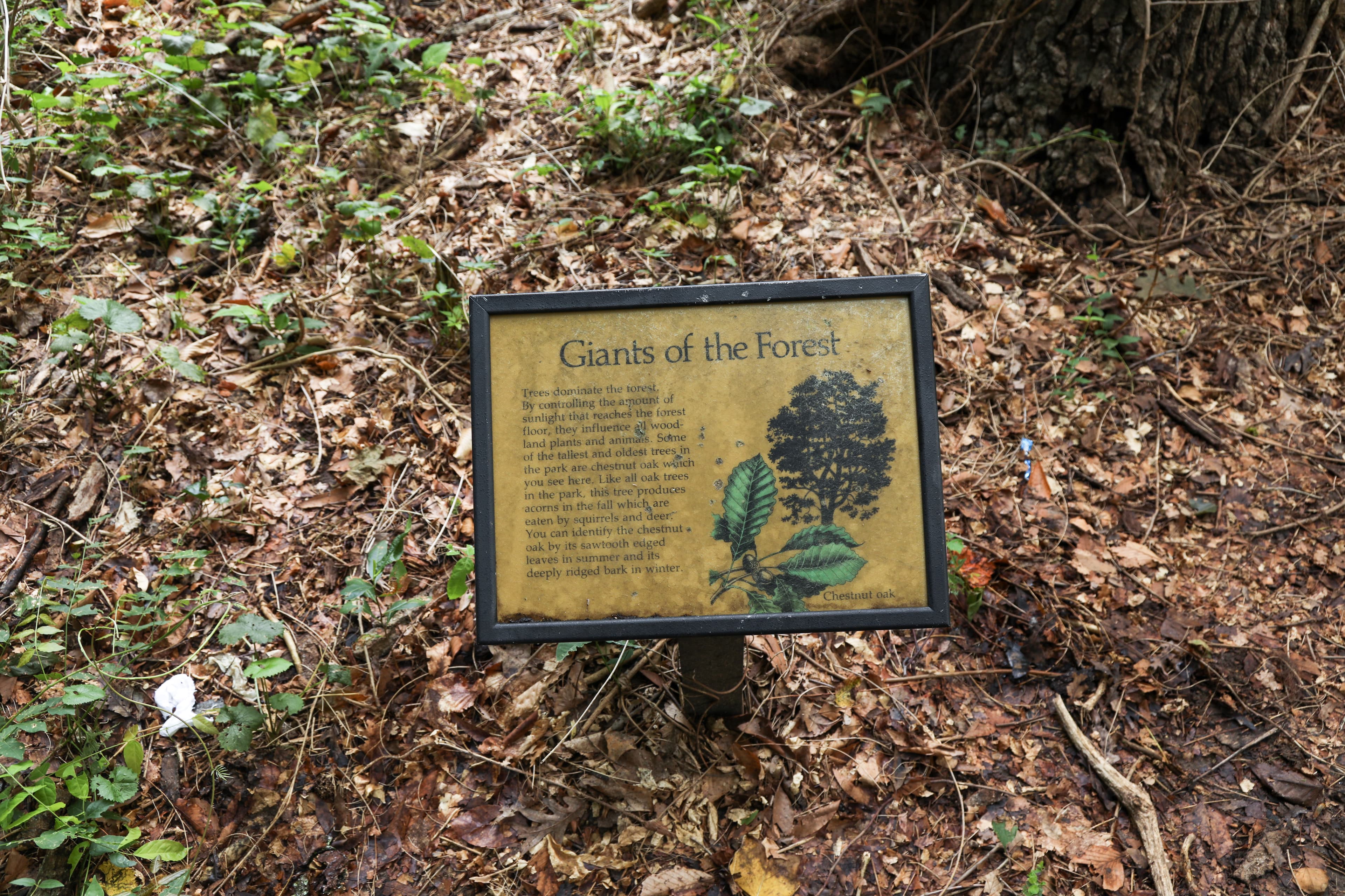 Information Panel: Giants of the Forest