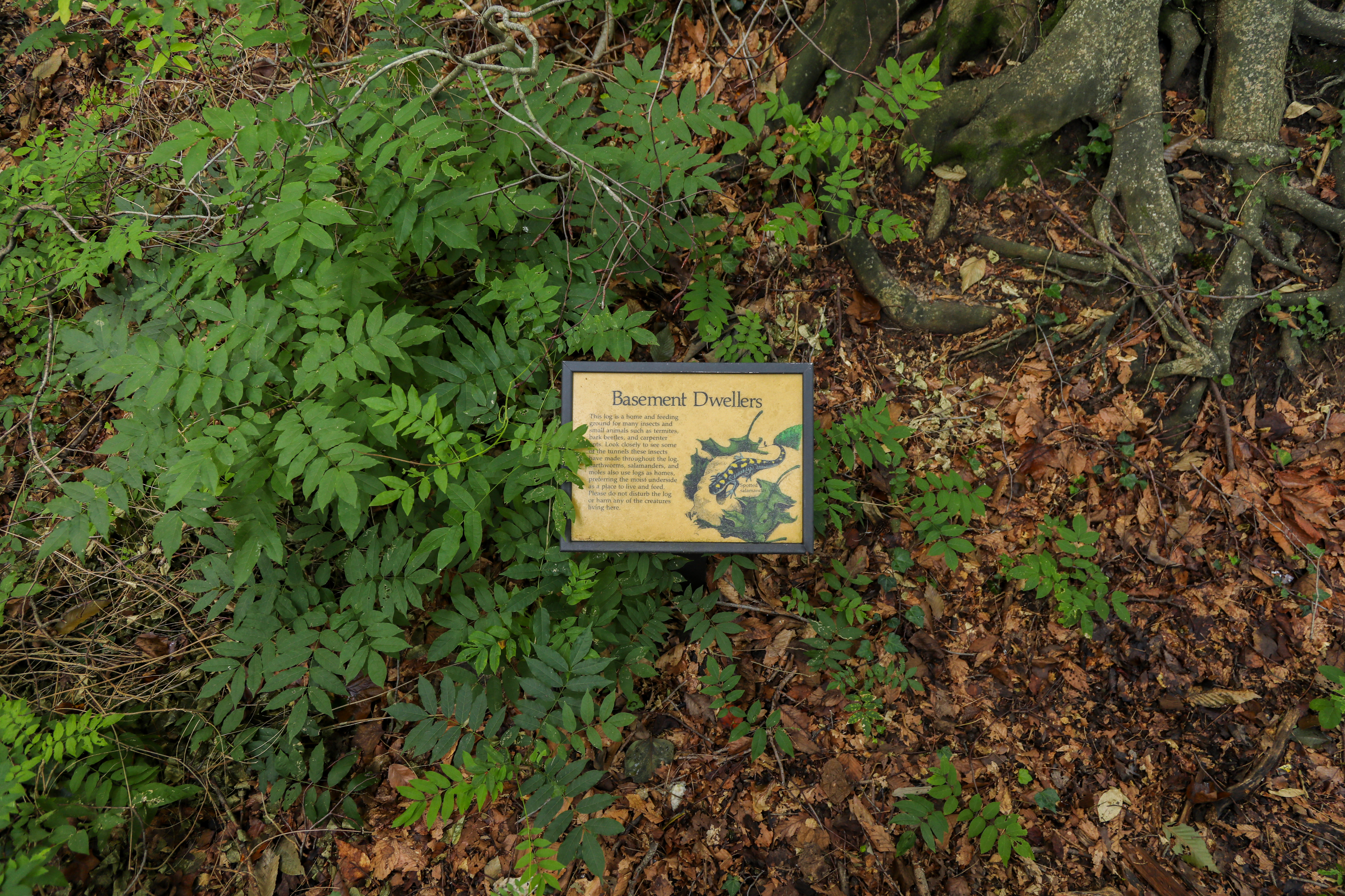 Information Panel: Basement Dwellers