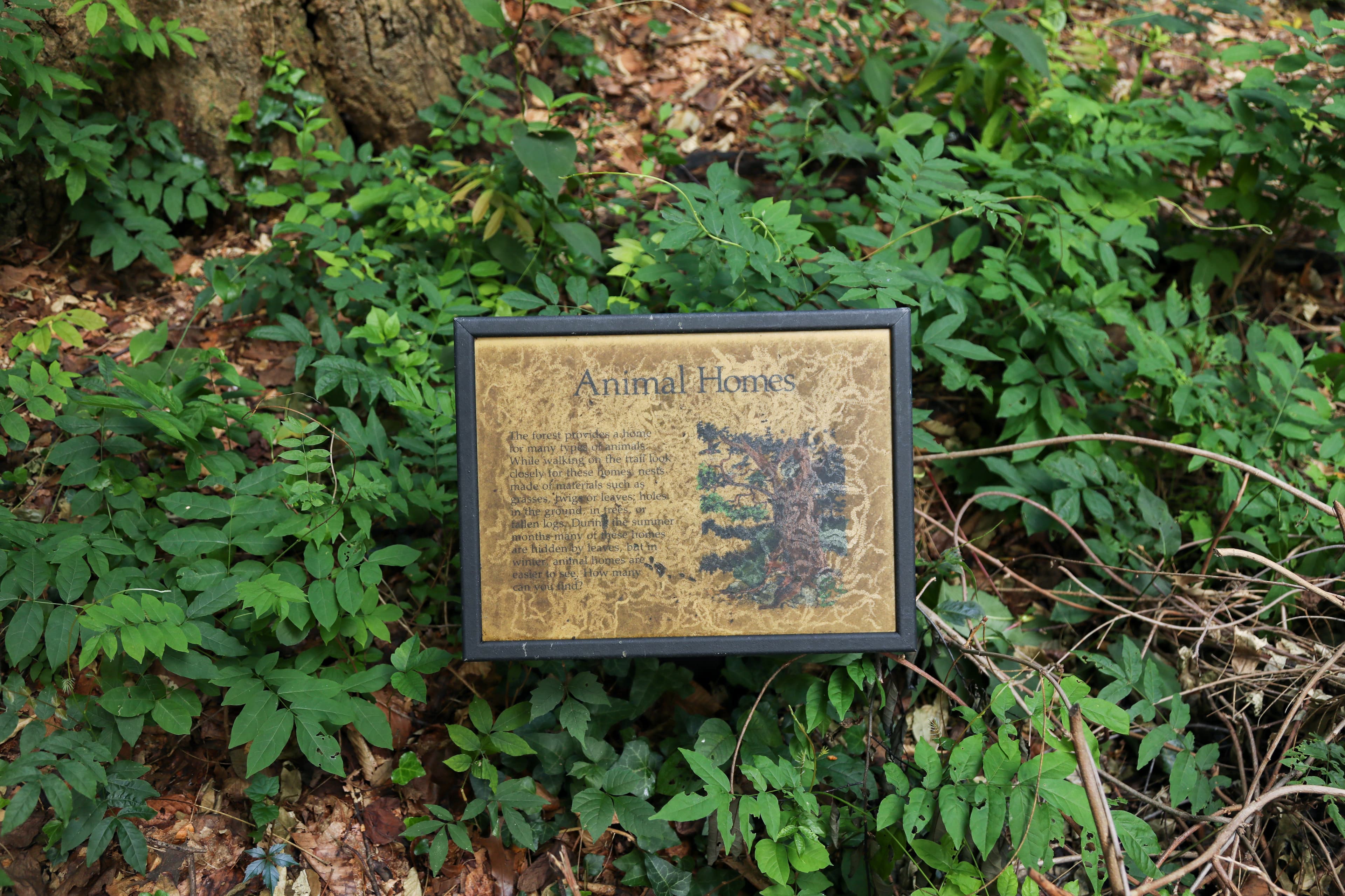 Information Panel: Animal Homes