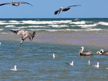 Brown Pelican