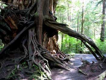 Big Cedar Tree