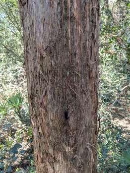Eastern Red Cedar-1