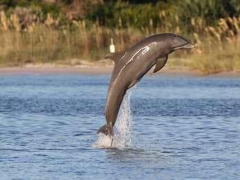 Atlantic Bottlenose Dolphin