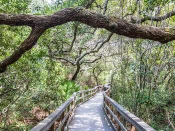 Coastal Hammock Trail