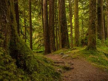 Ancient Groves Trail, Secondary Trailhead