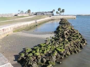 A Living Seawall