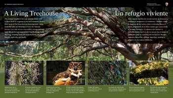 A Living Treehouse