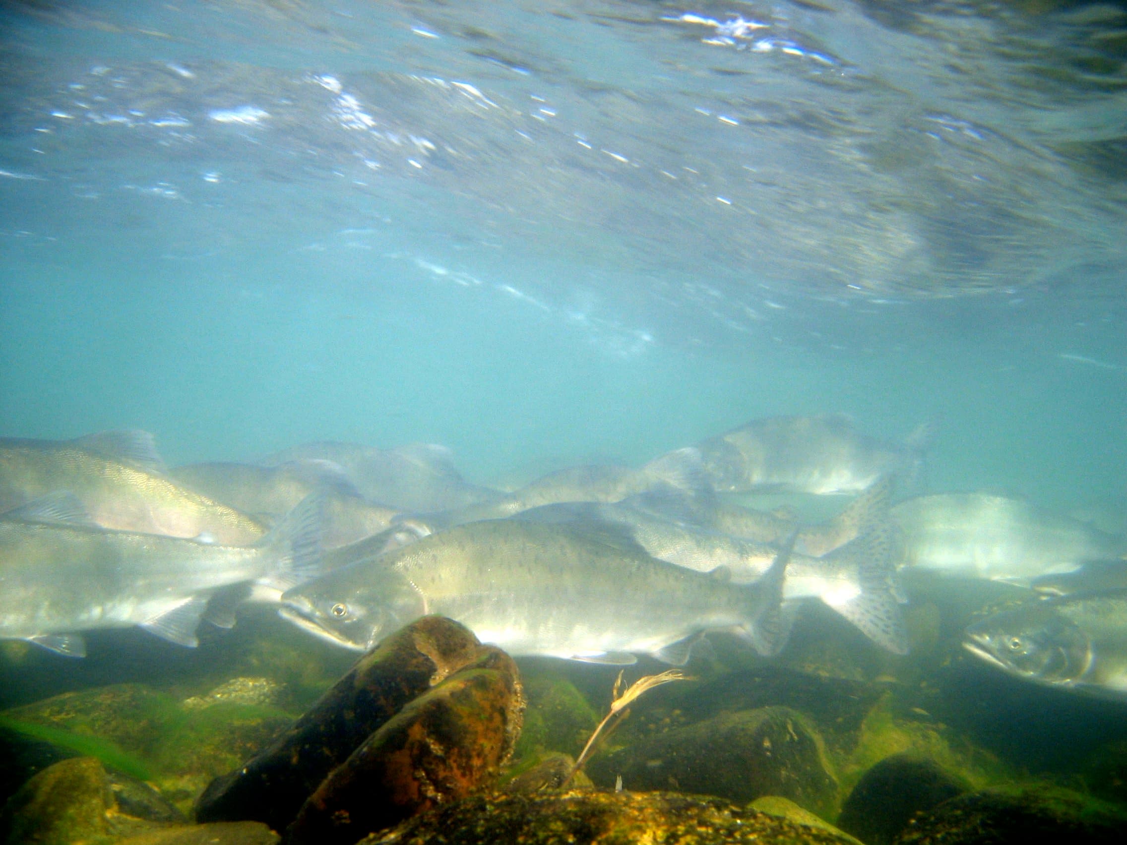 Alagnak Wild River