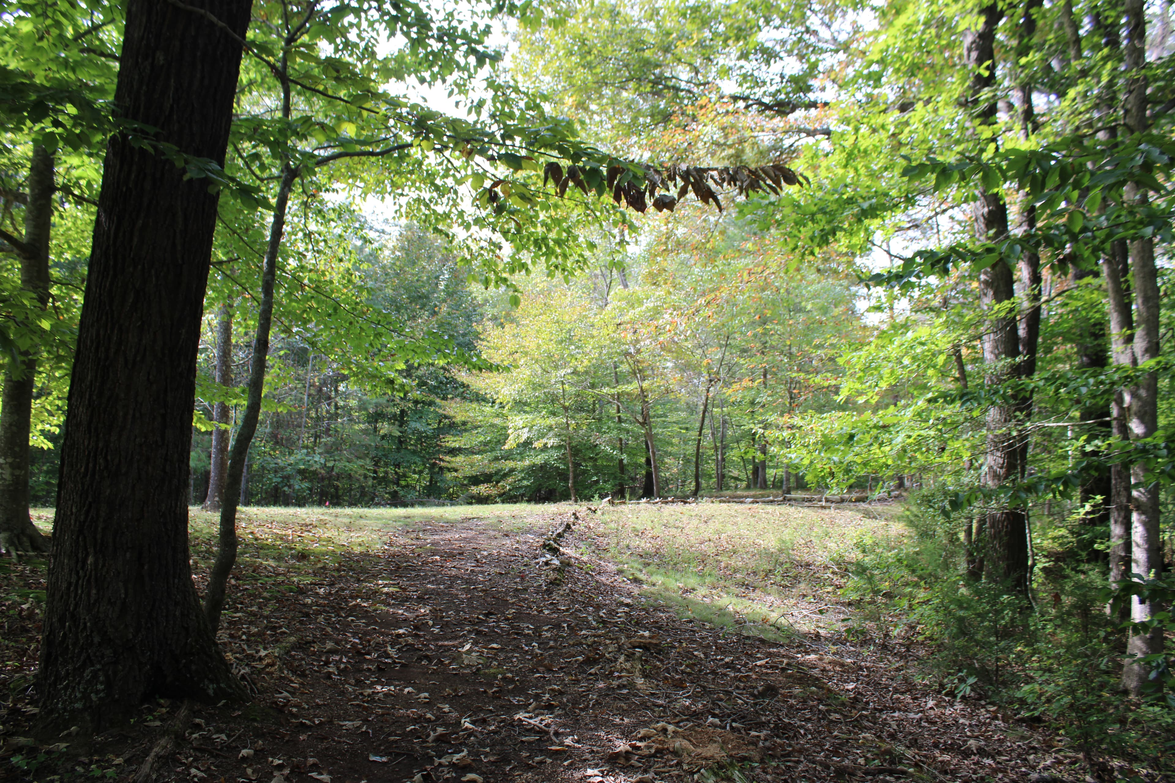 Tour Stop #7: Confederate Fortified Camp at Beech Grove