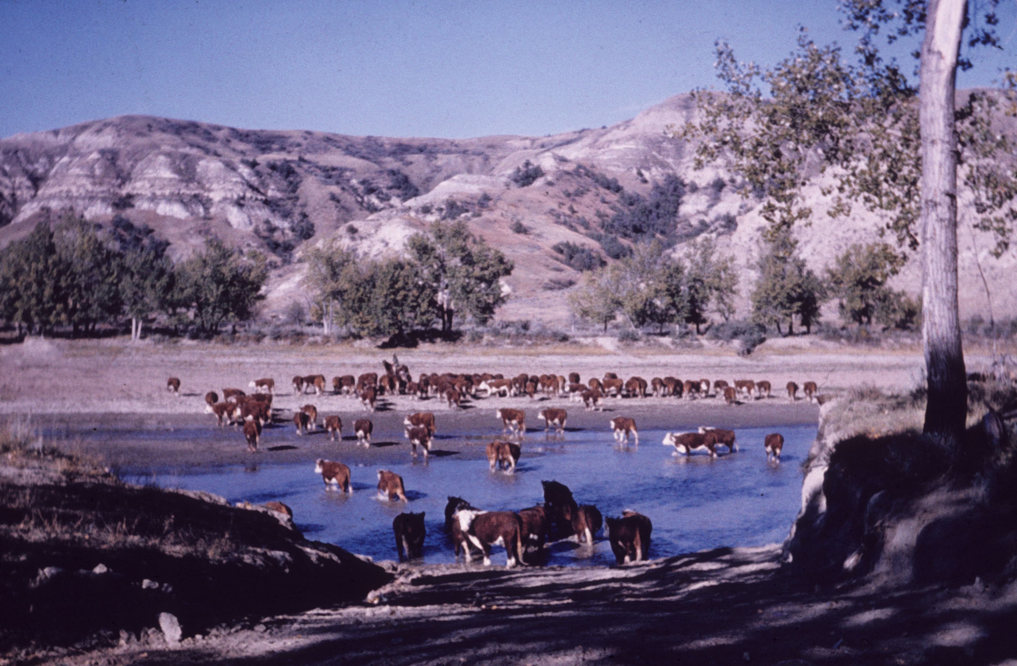 A Growing Ranch