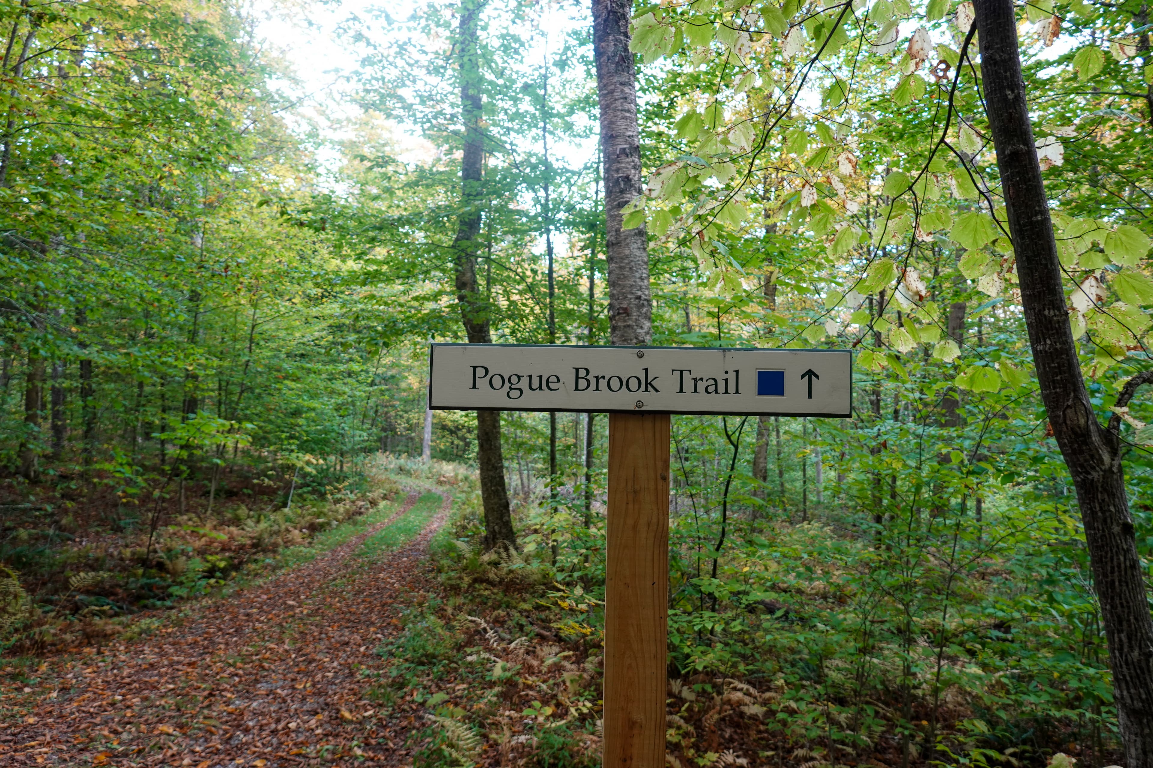 Pogue Brook Trailhead