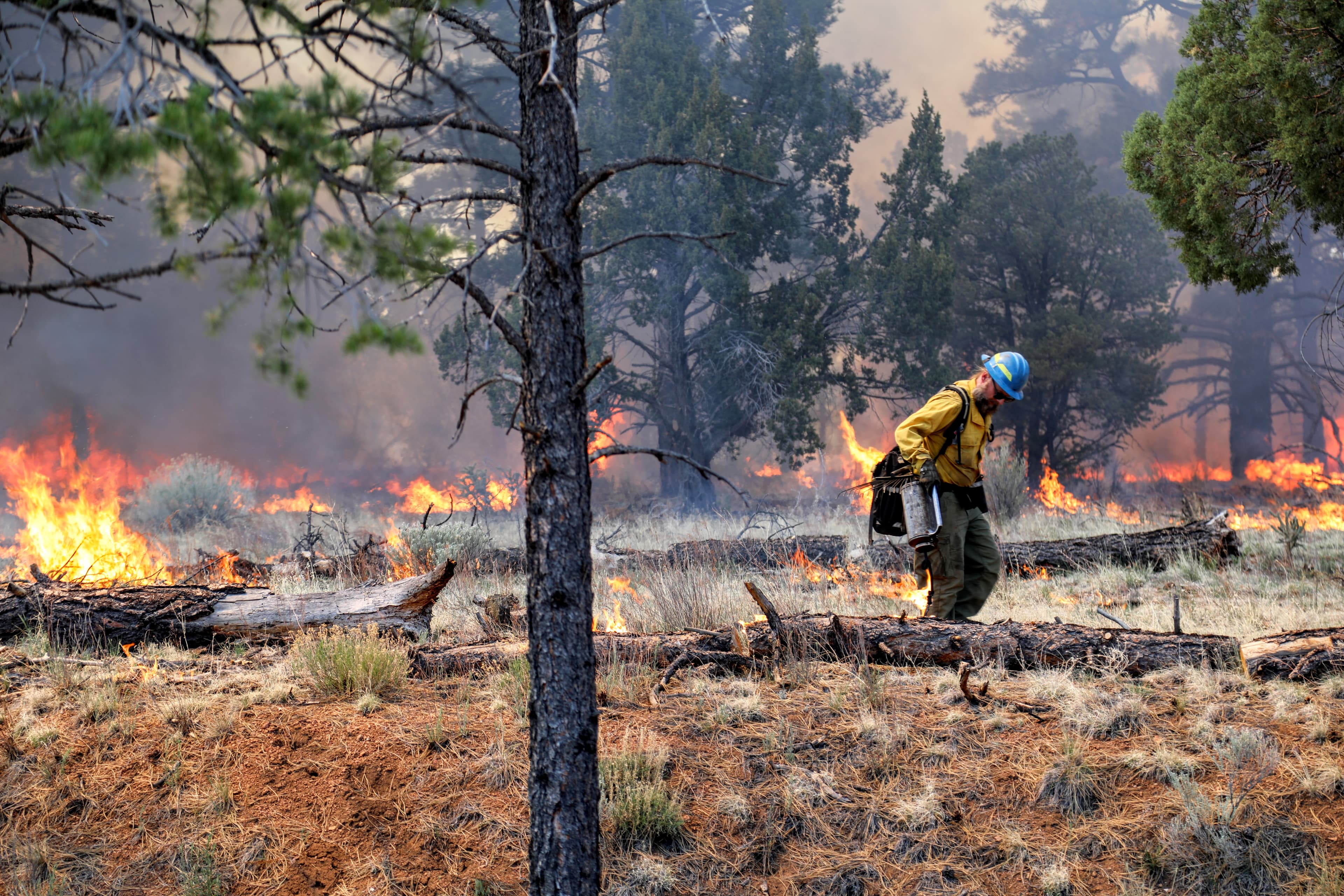 Fire Ecology