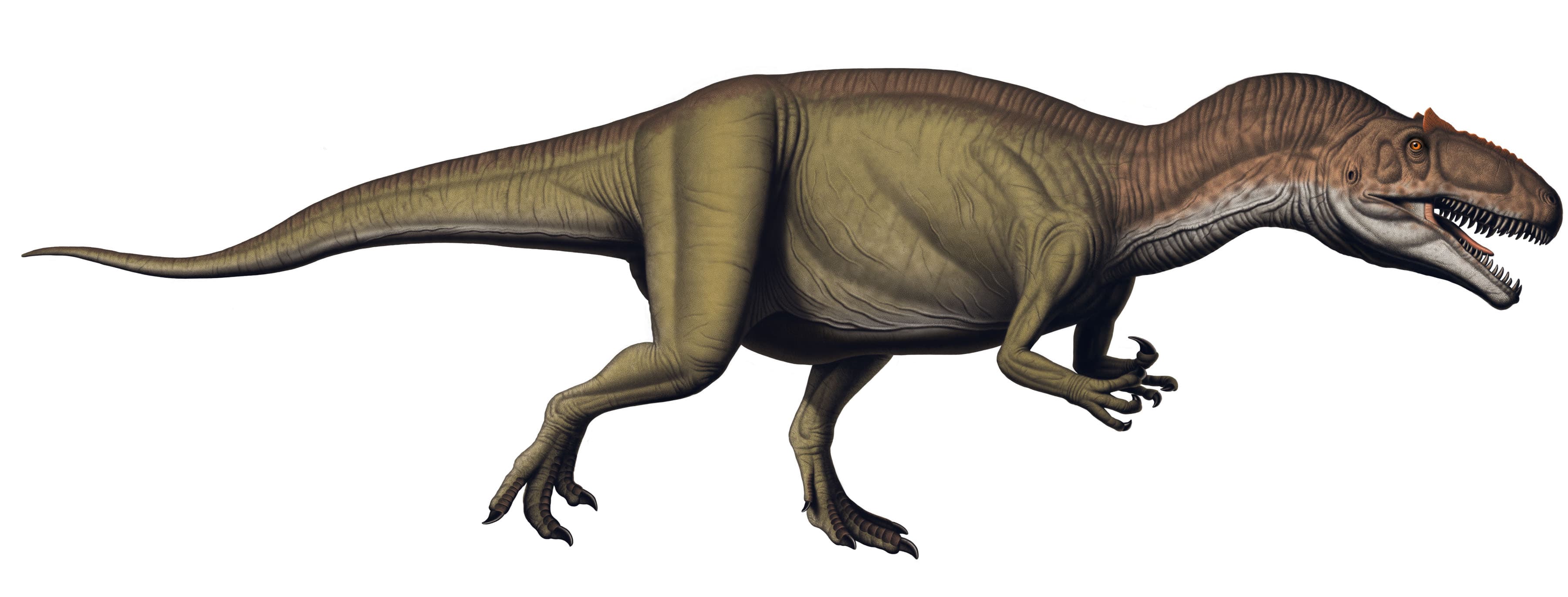 Allosaurus fragilis