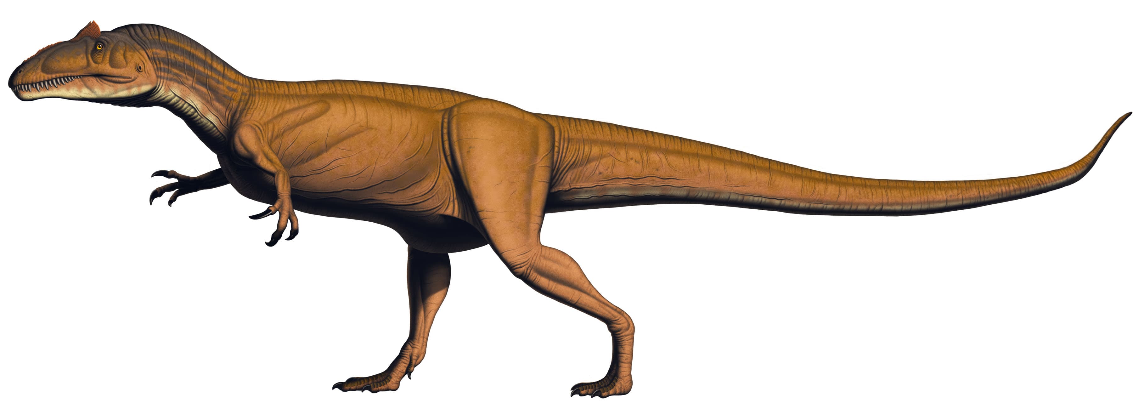 Allosaurus jimmadseni