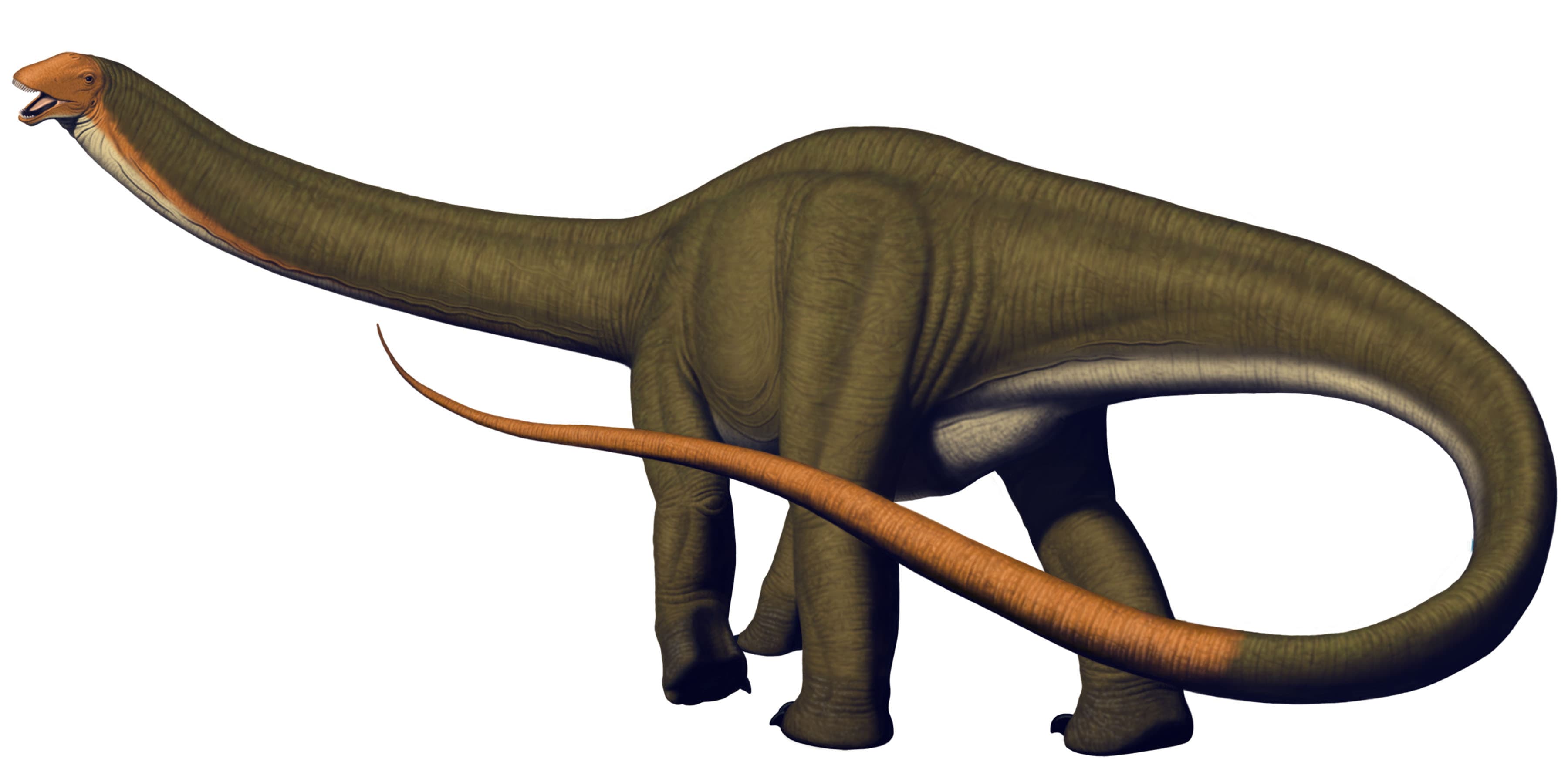 Apatosaurus louisae