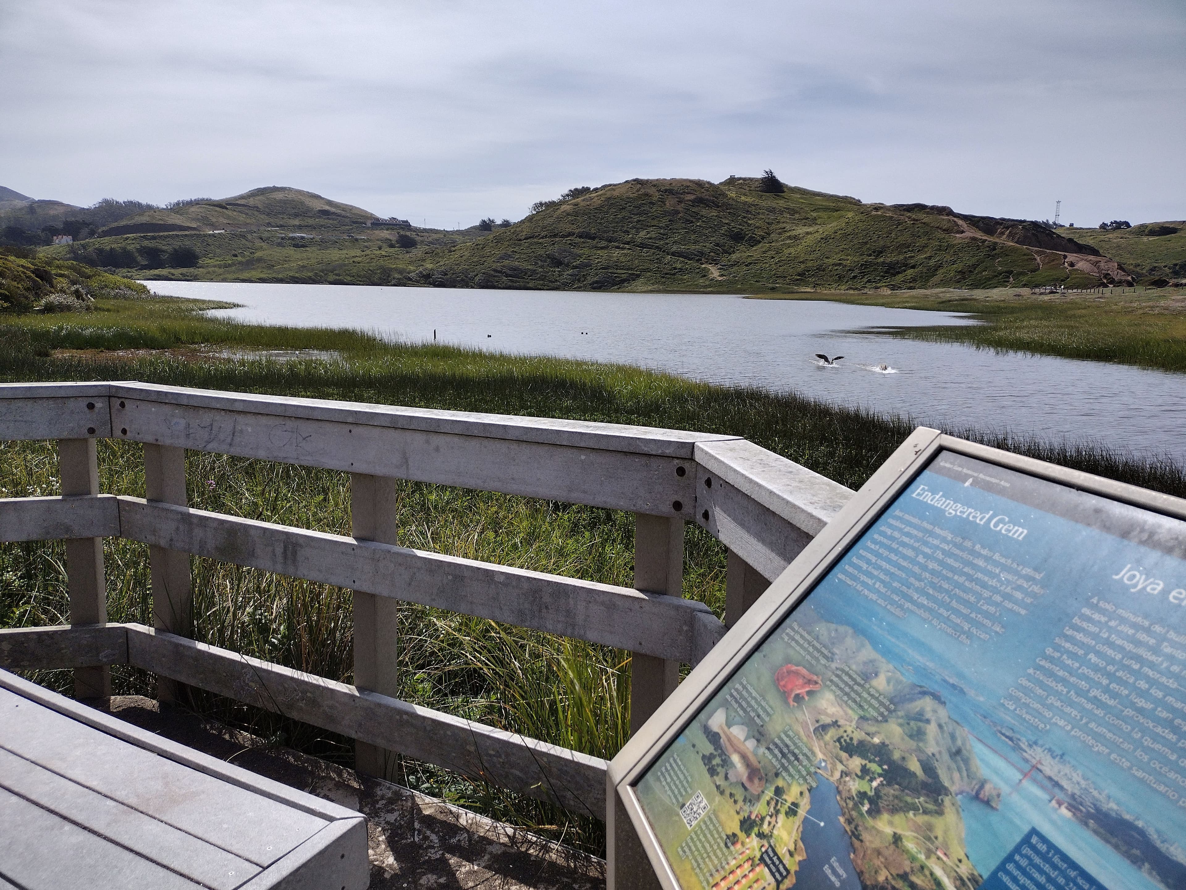 Wildlife of Rodeo Lagoon Interpretive wayside