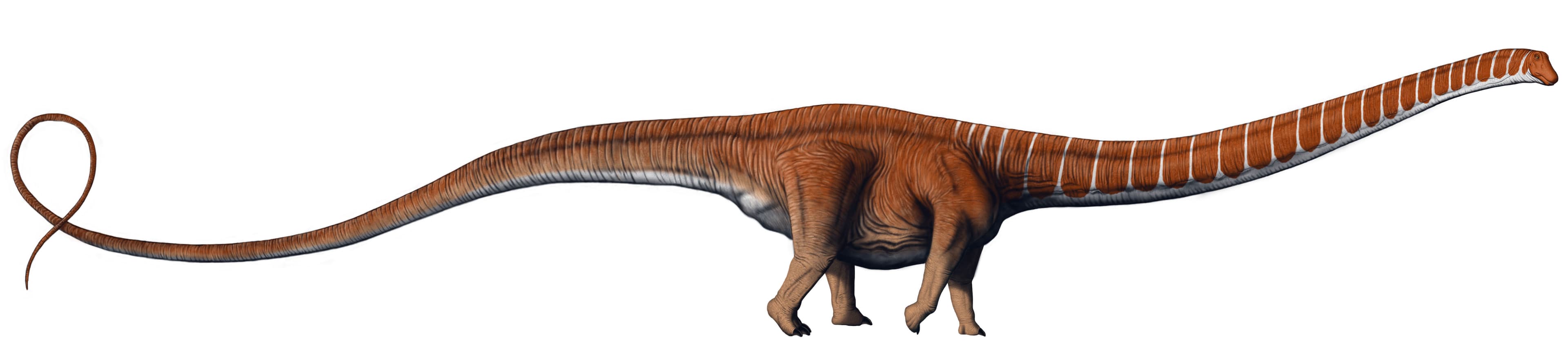 Barosaurus lentus