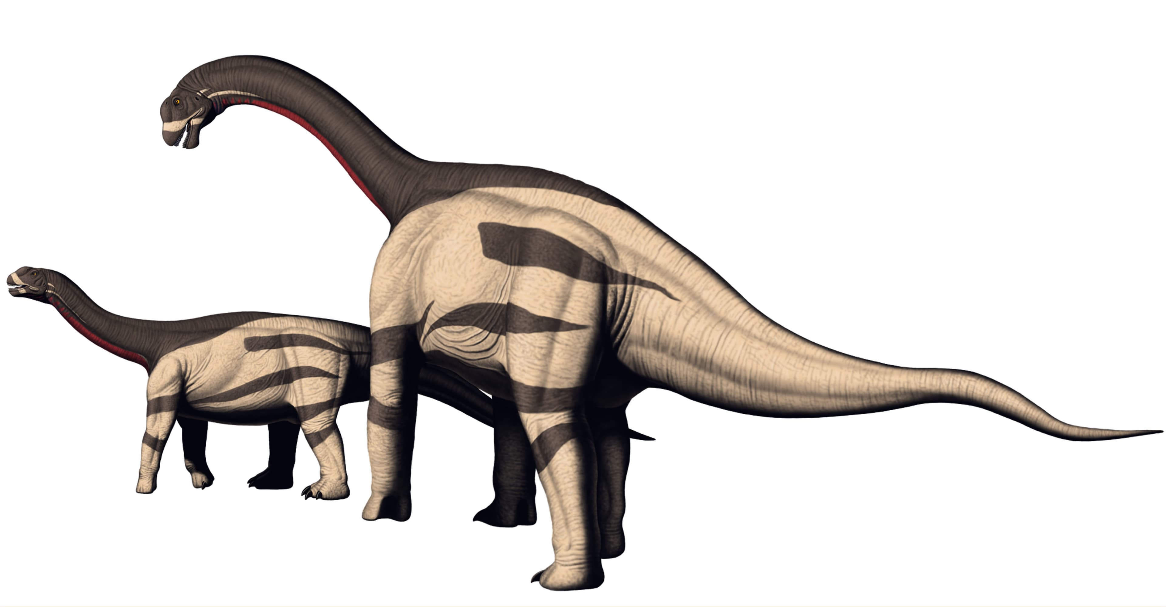 Camarasaurus lentus