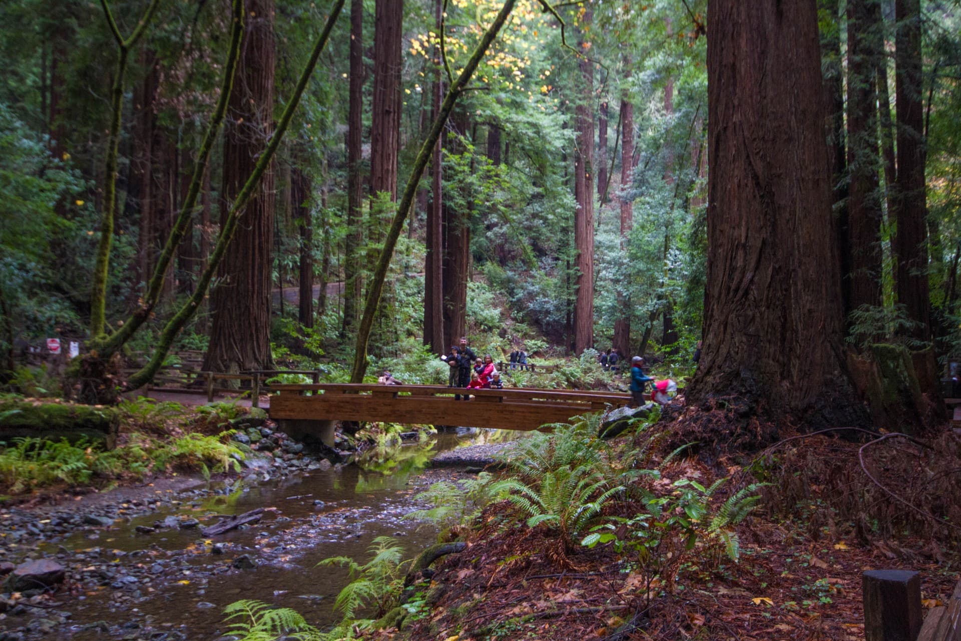 Muir Woods Bridge 2
