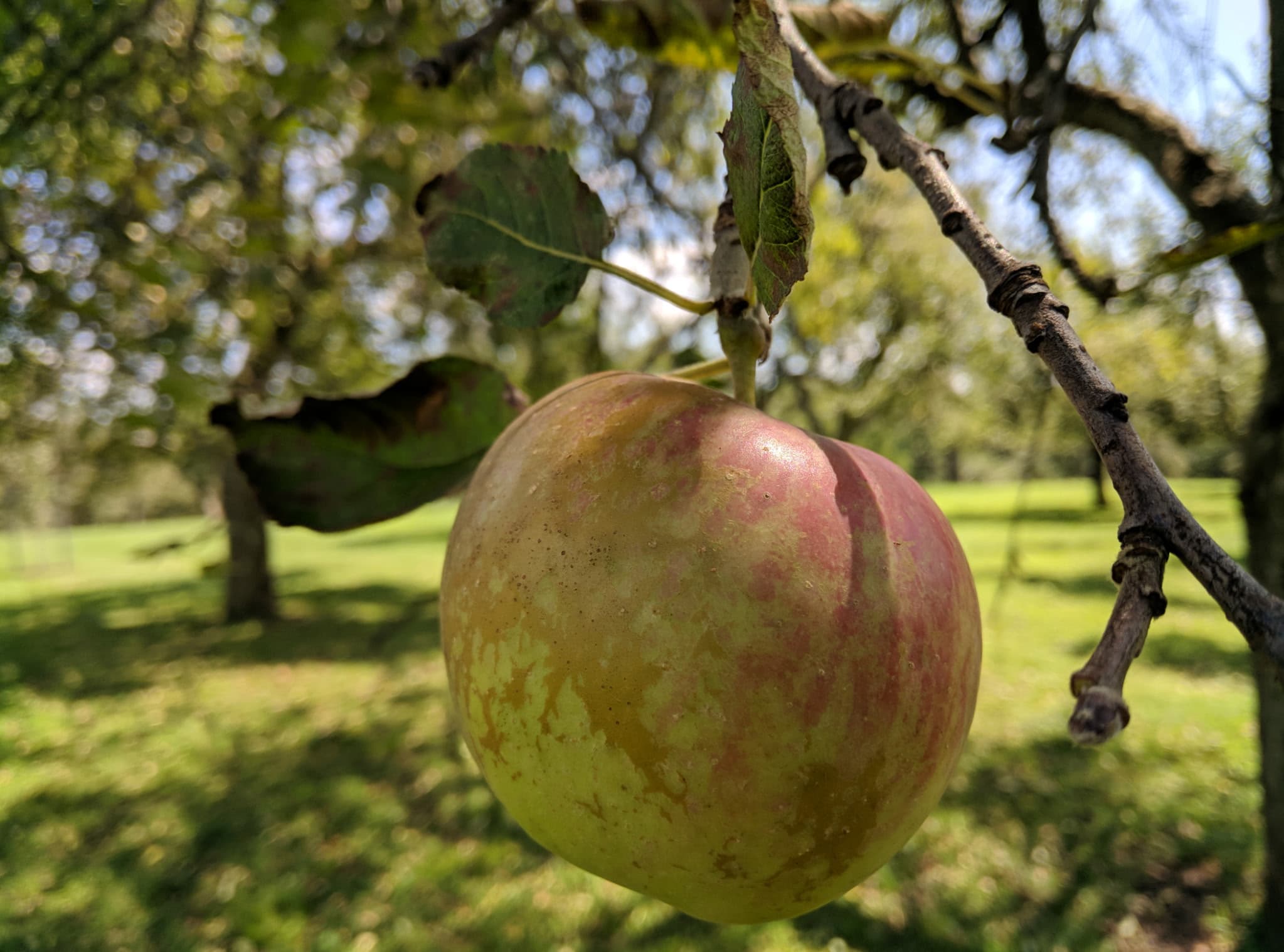 Apple Orchard