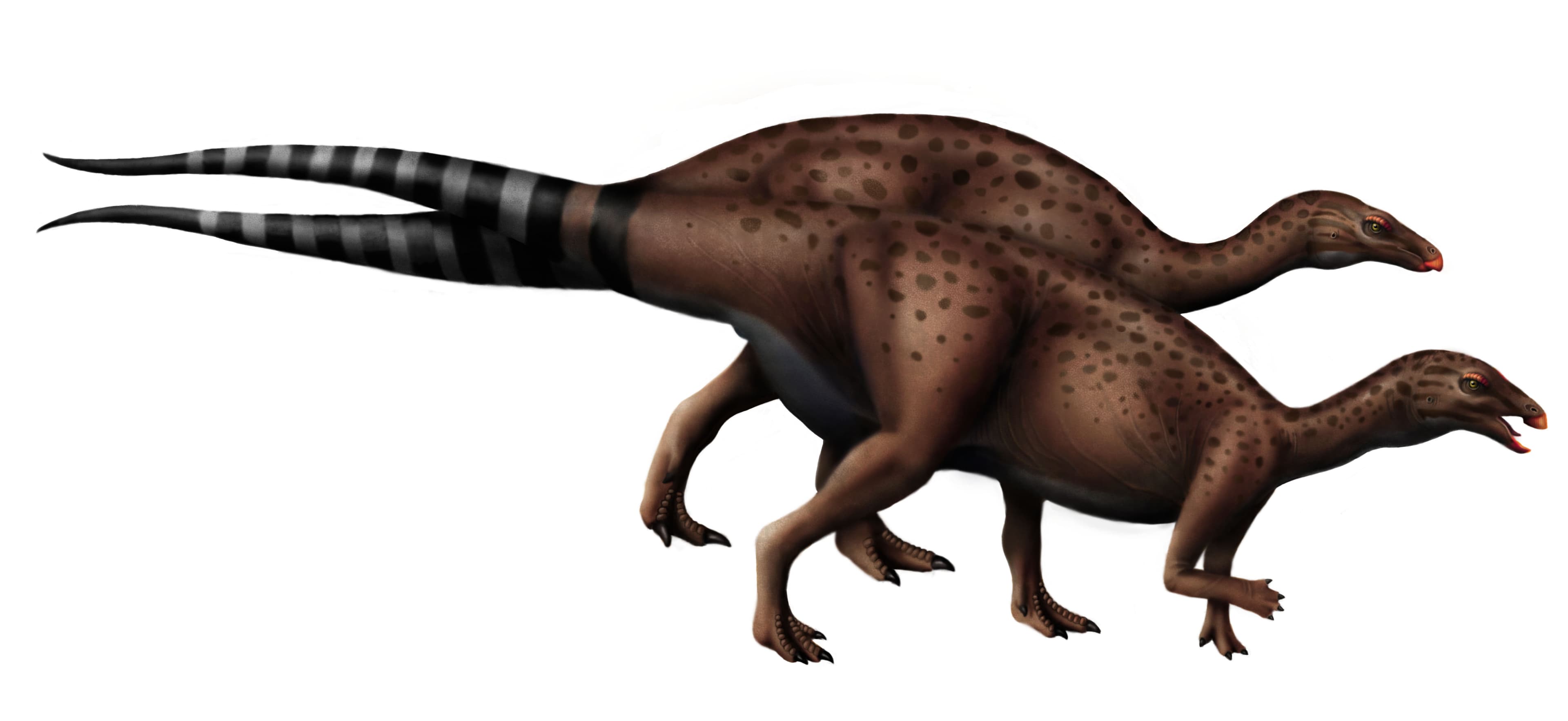 Camptosaurus aphanoecetes