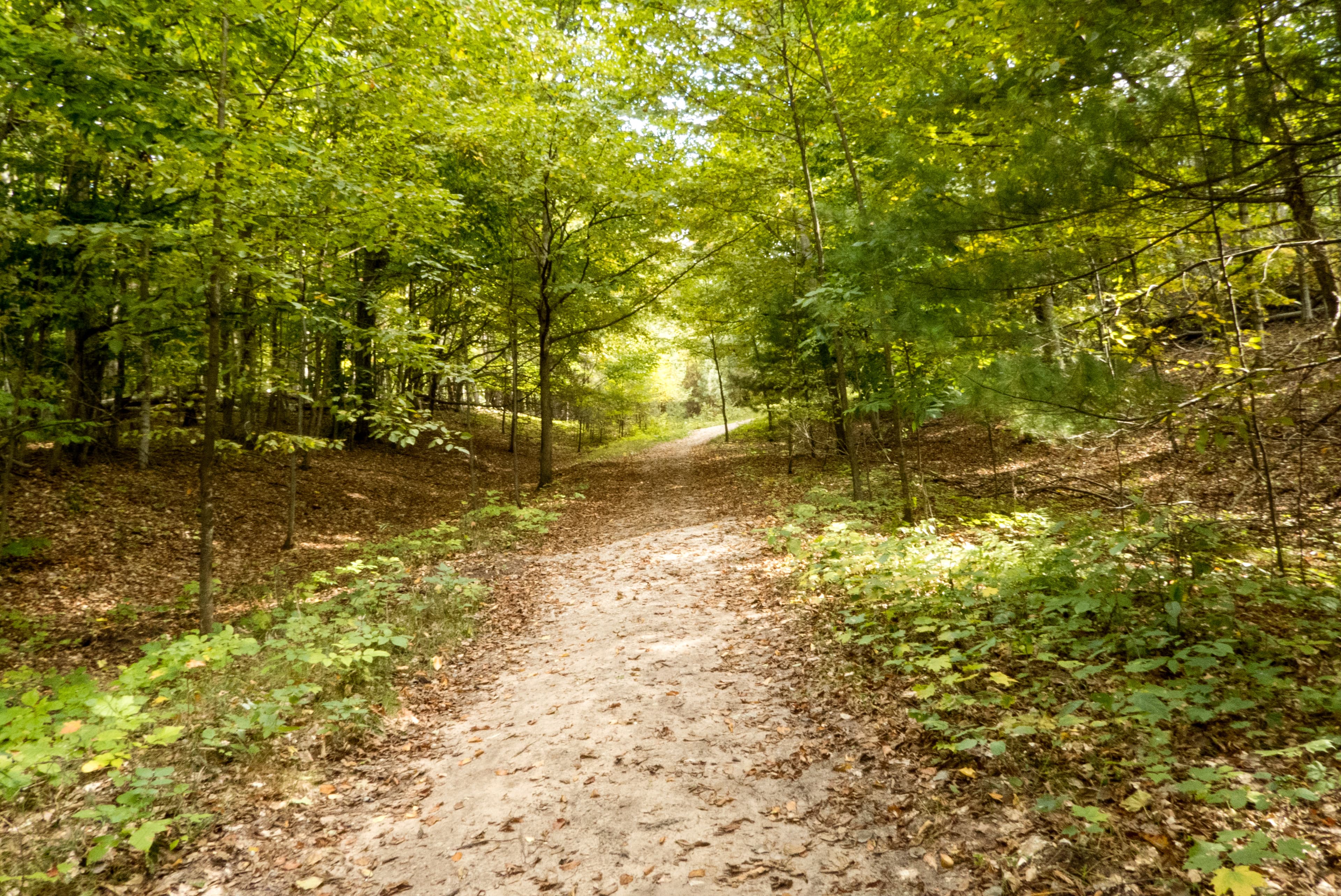 Alligator Hill Trail - Stocking Drive Trailhead