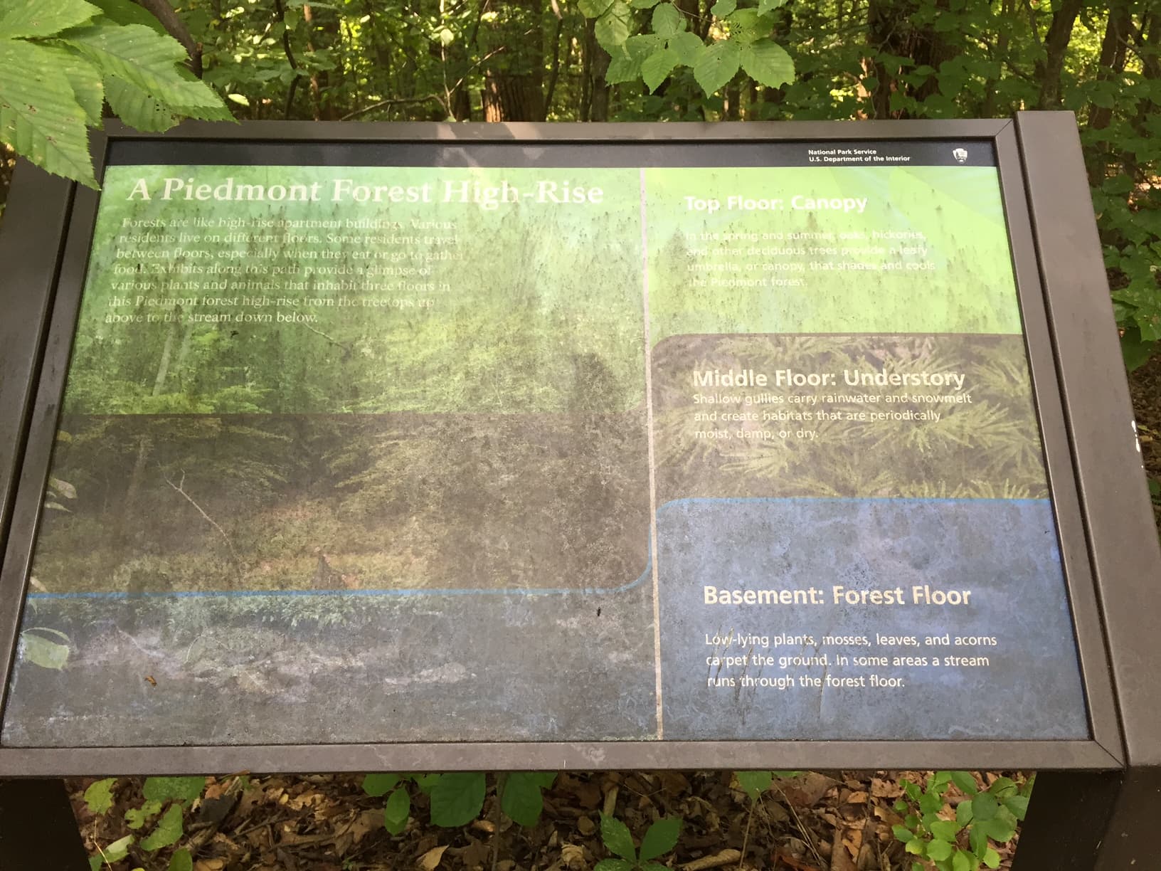 A Piedmont Forest High-Rise
