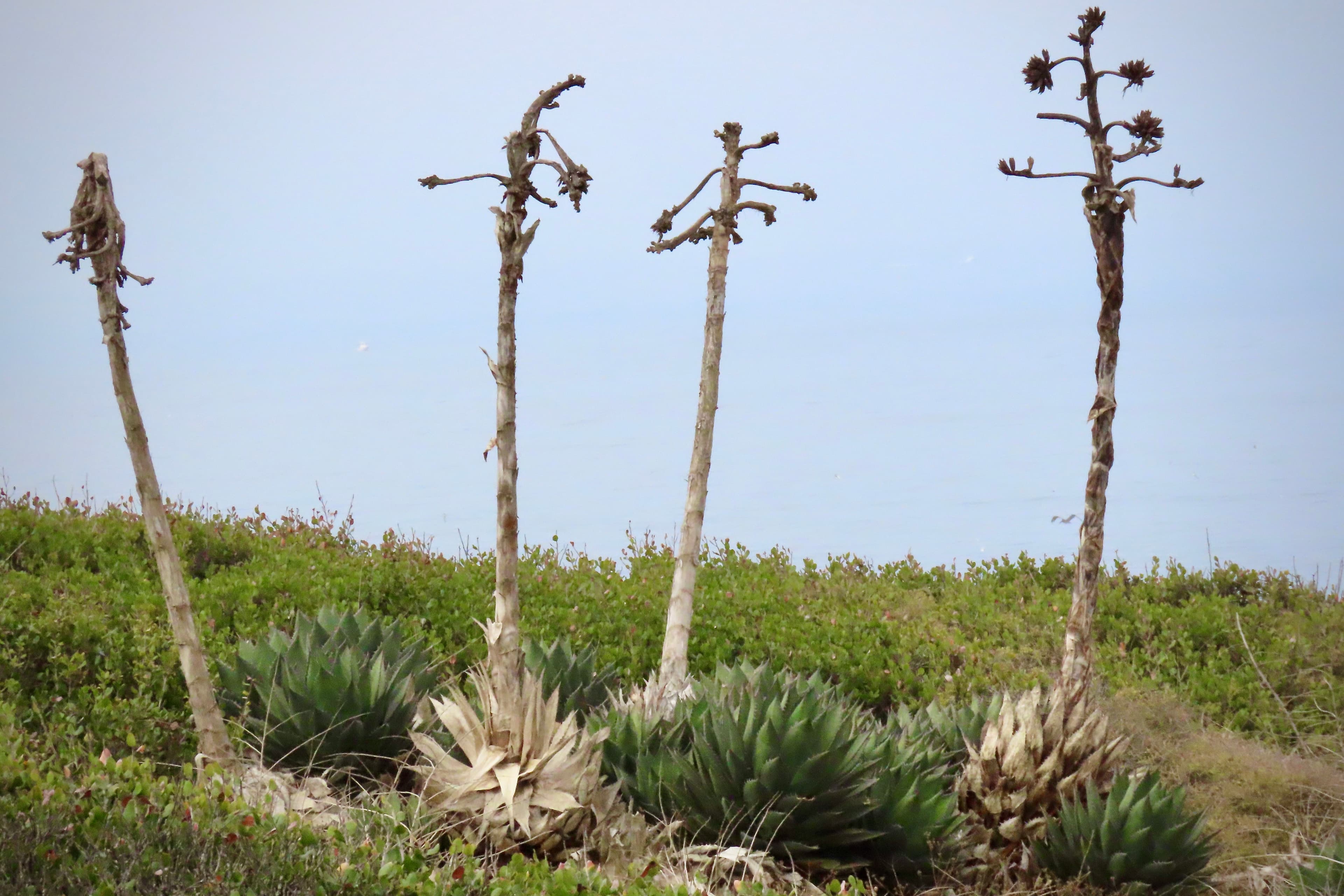 Coastal Trail View of Shaw’s Agave Patch