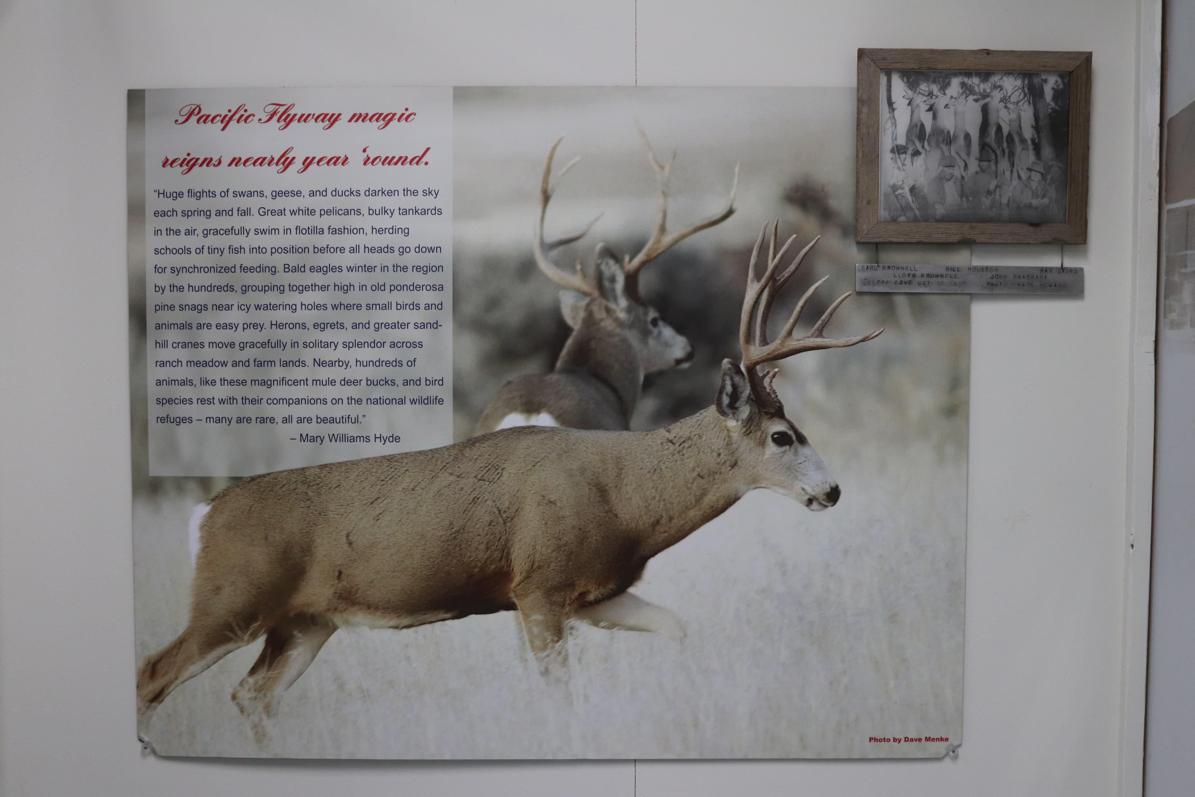Museum - Wildlife Exhibit