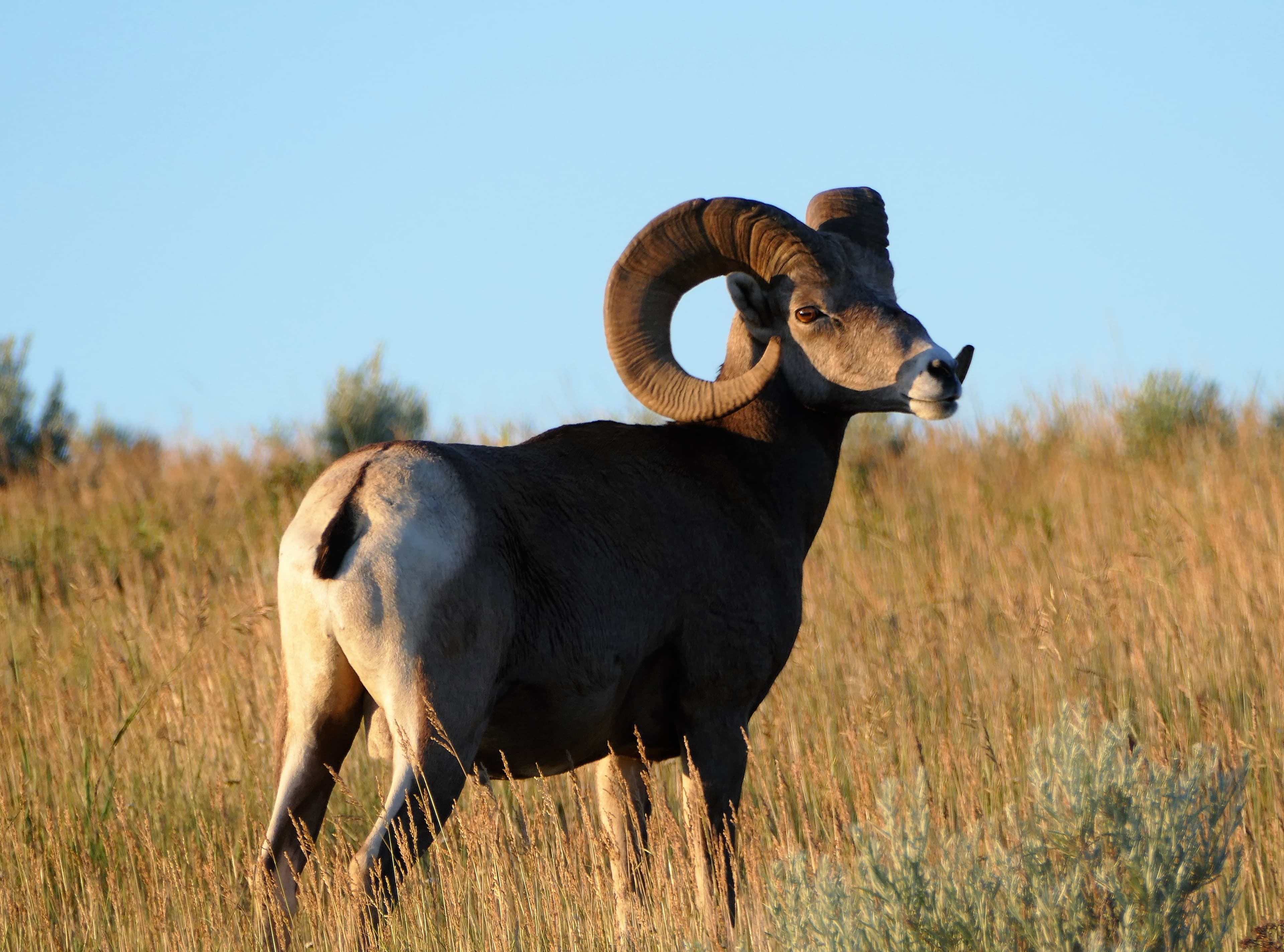 Bighorn Sheep