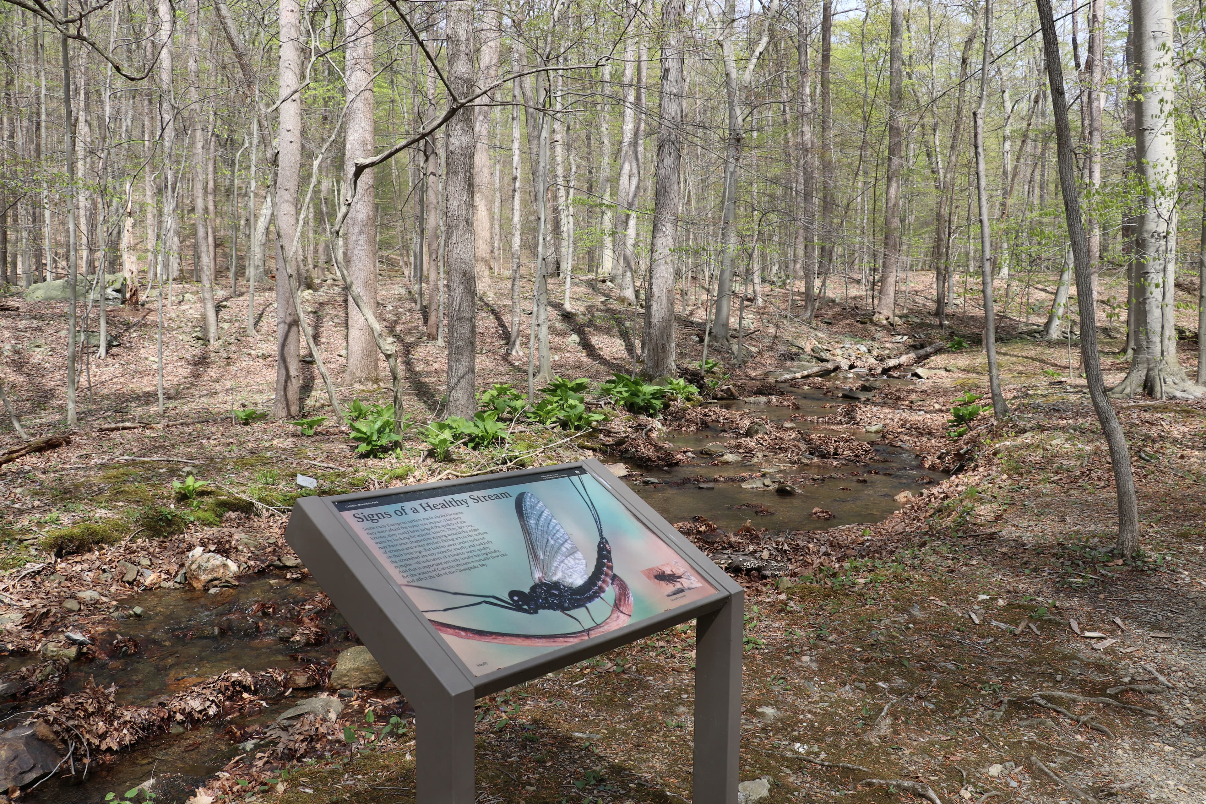 Blue Blazes: Signs of a Healthy Stream