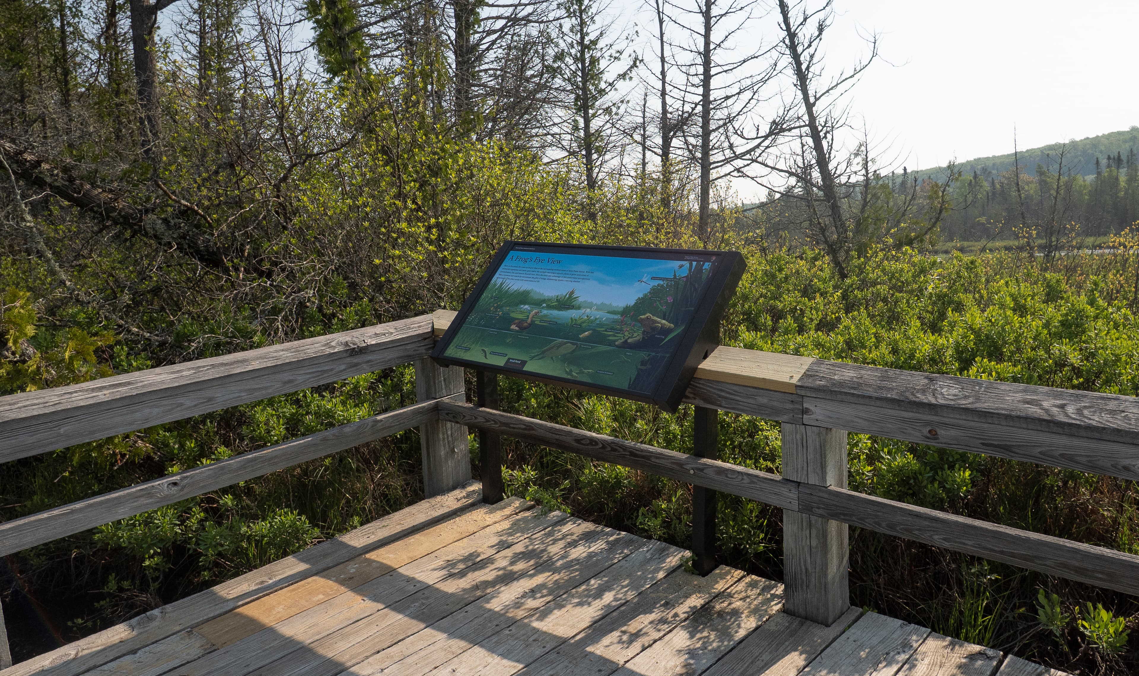 A Frog's Eye View Exhibit