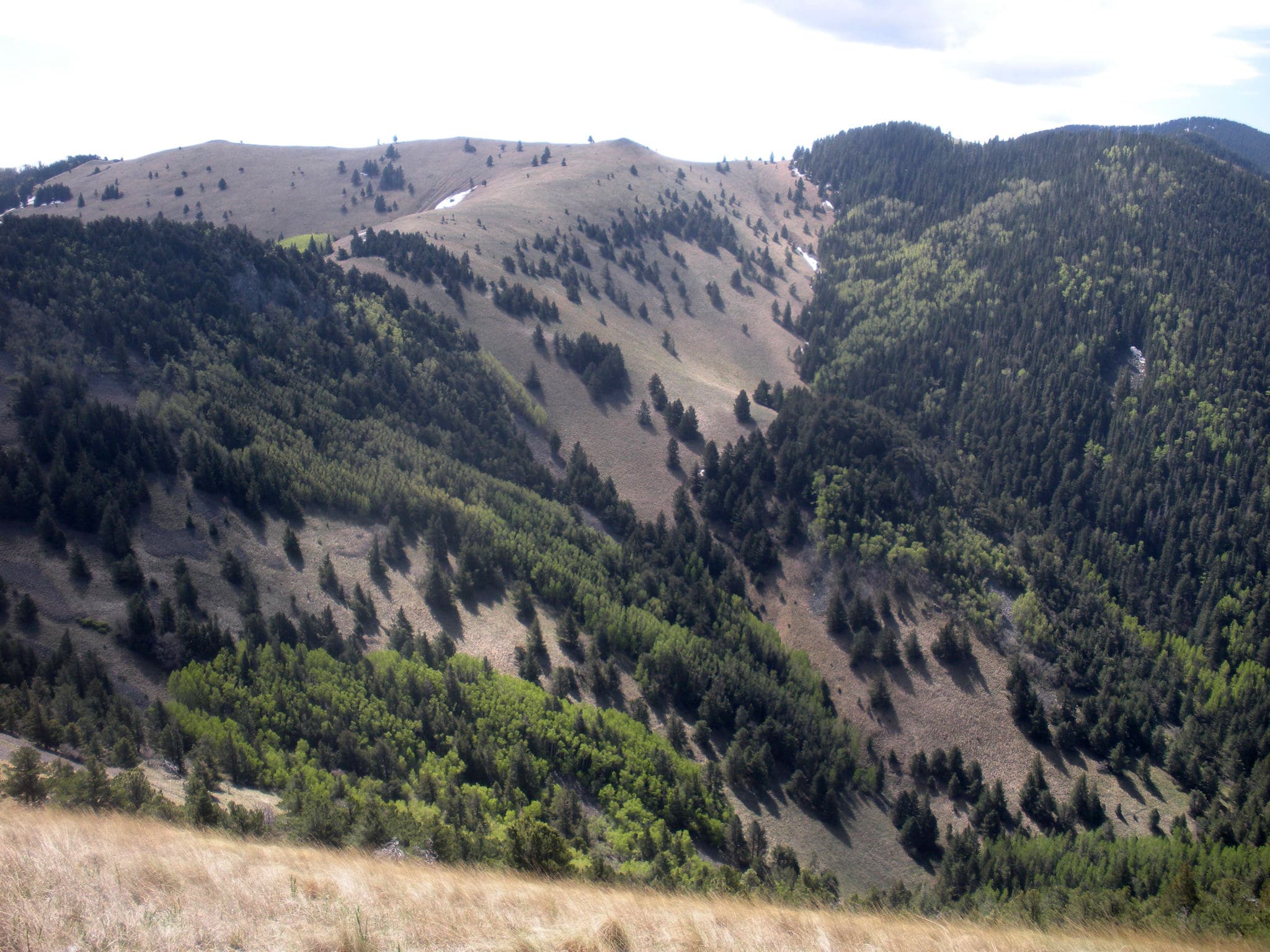 Lincoln National Forest