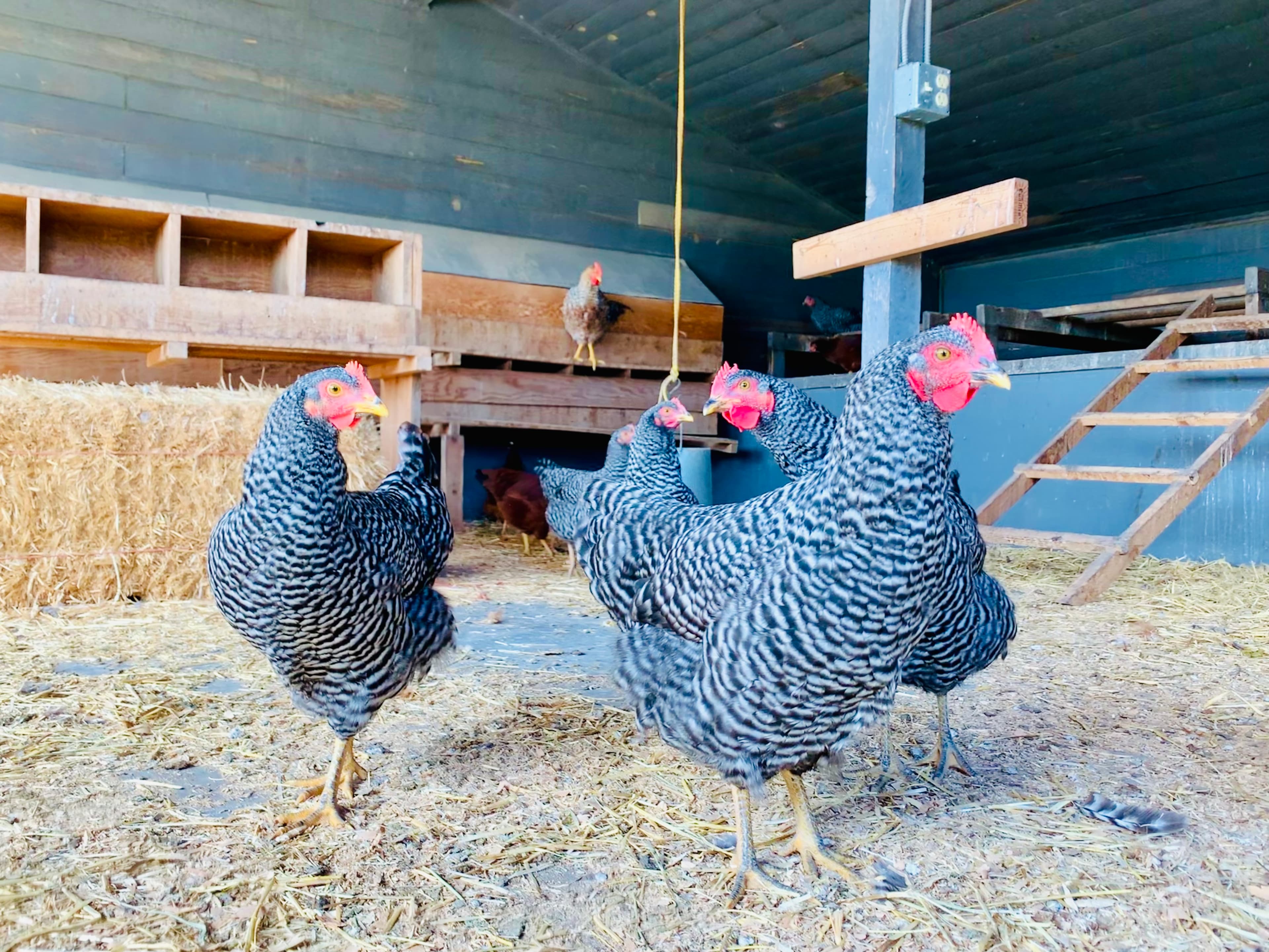 Chicken House & Brooder Coop
