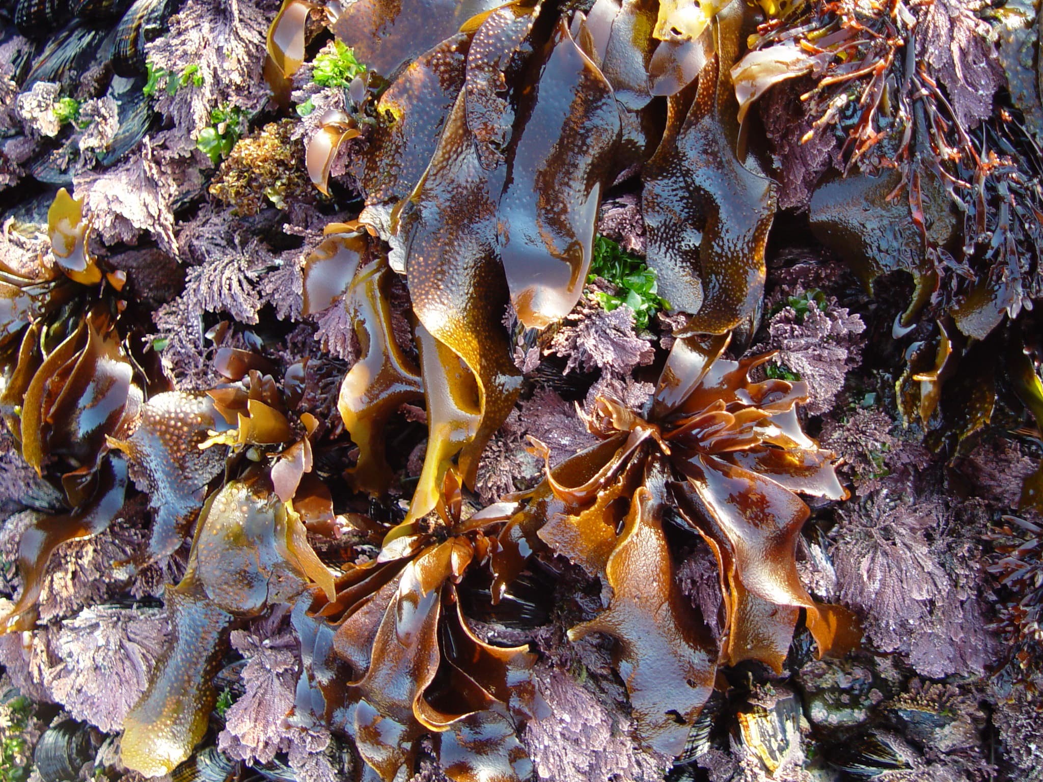 Algae