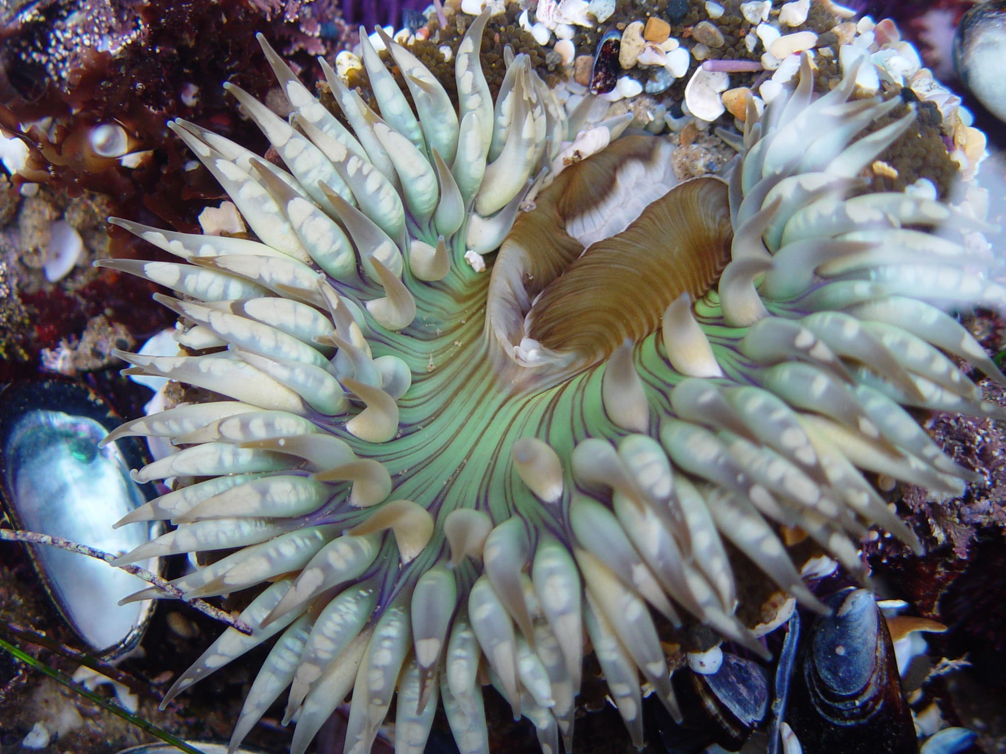 Anemone