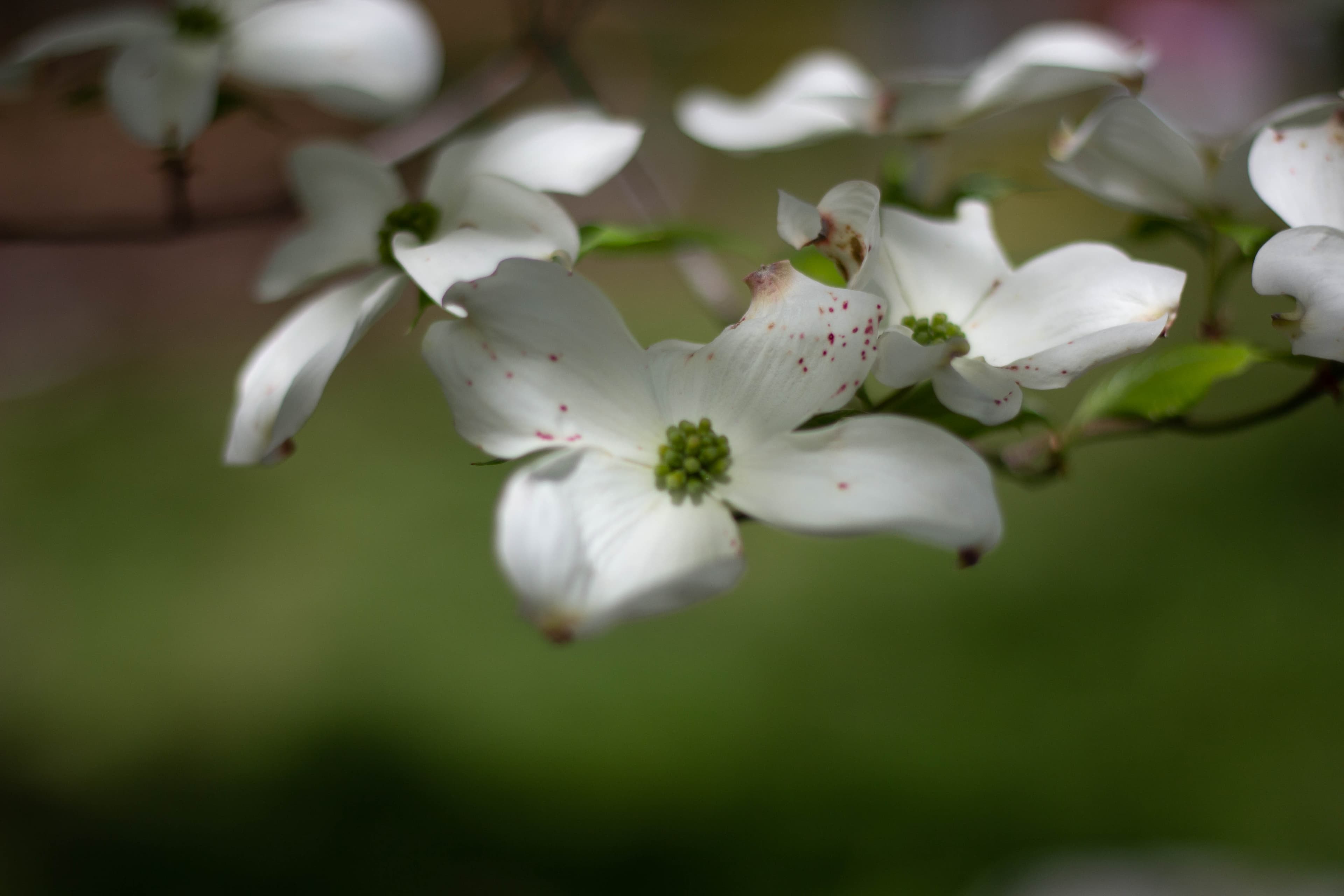 Flowering Dogwood
