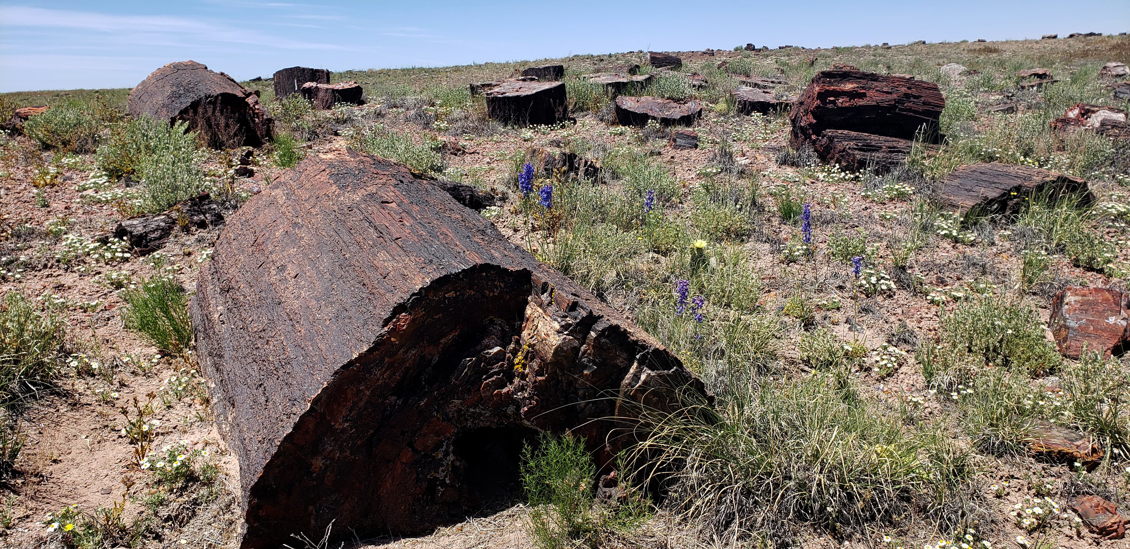 Giant Logs Trail Stop #10