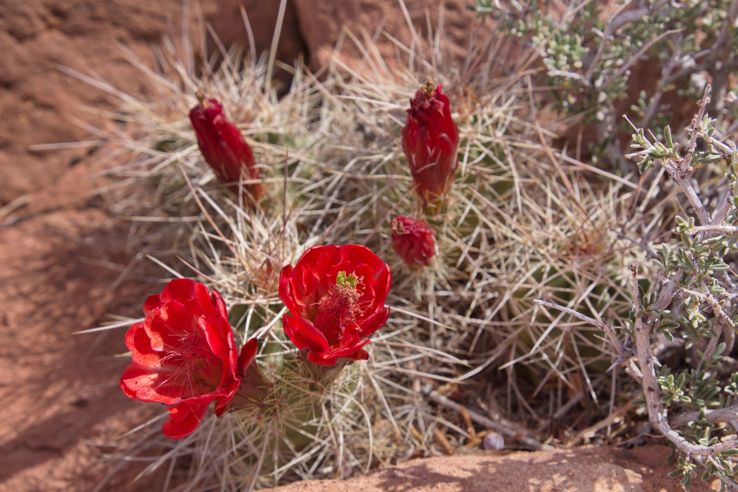 Arches Visitor Center Nature Trail