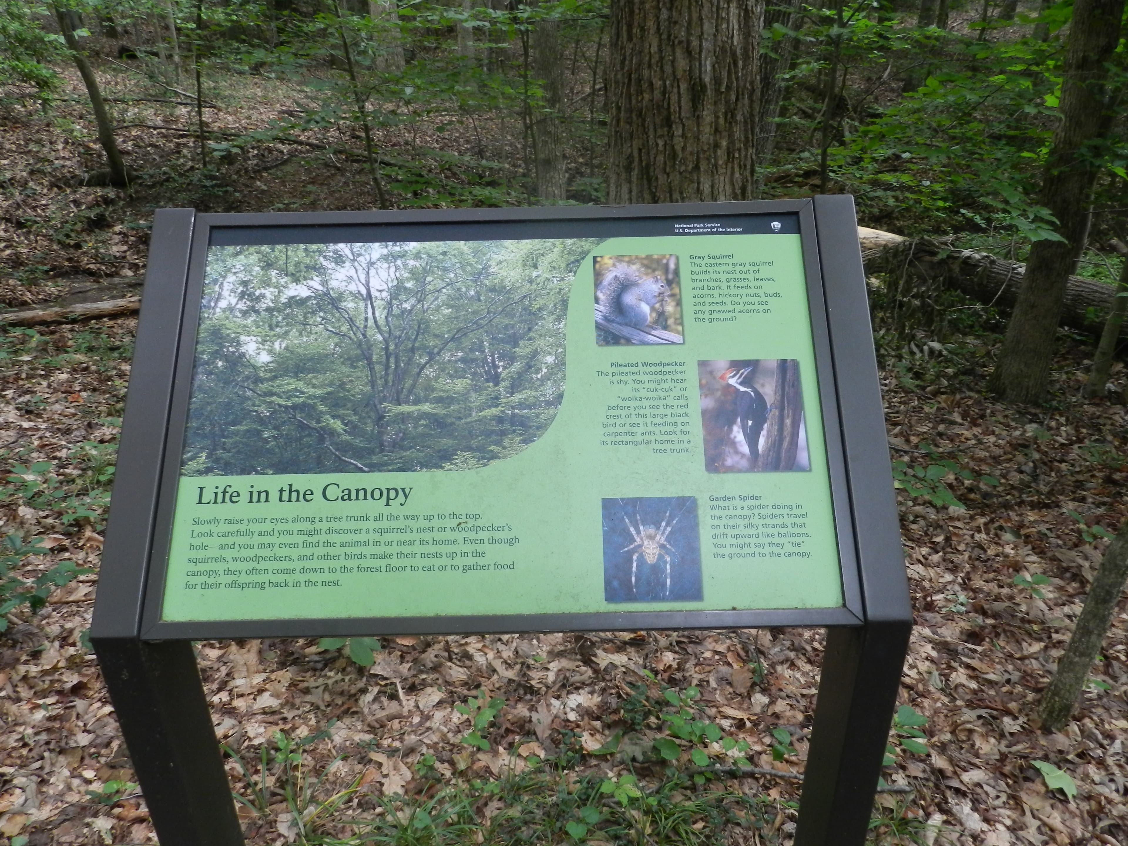 Life in the Canopy