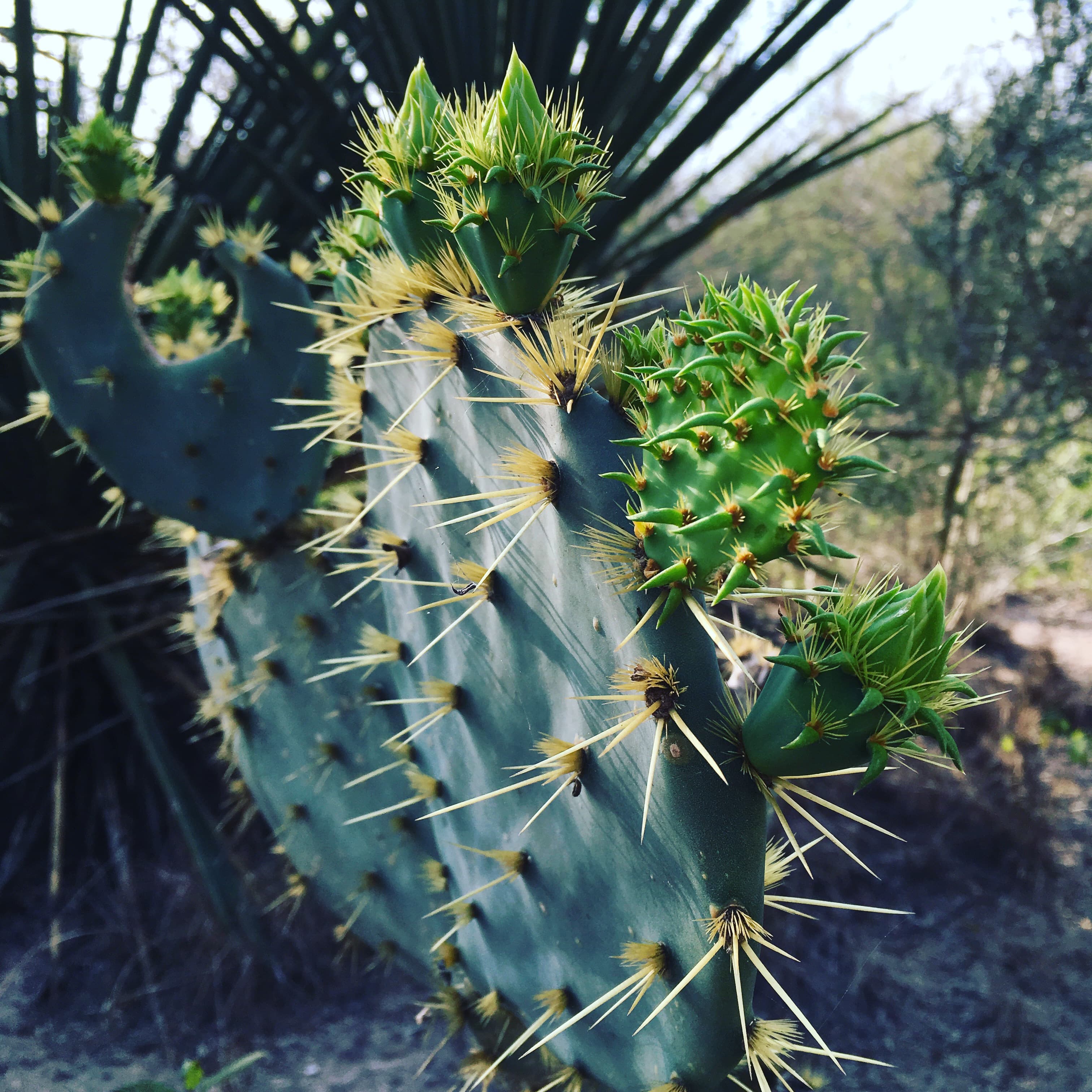Chaparral Trail