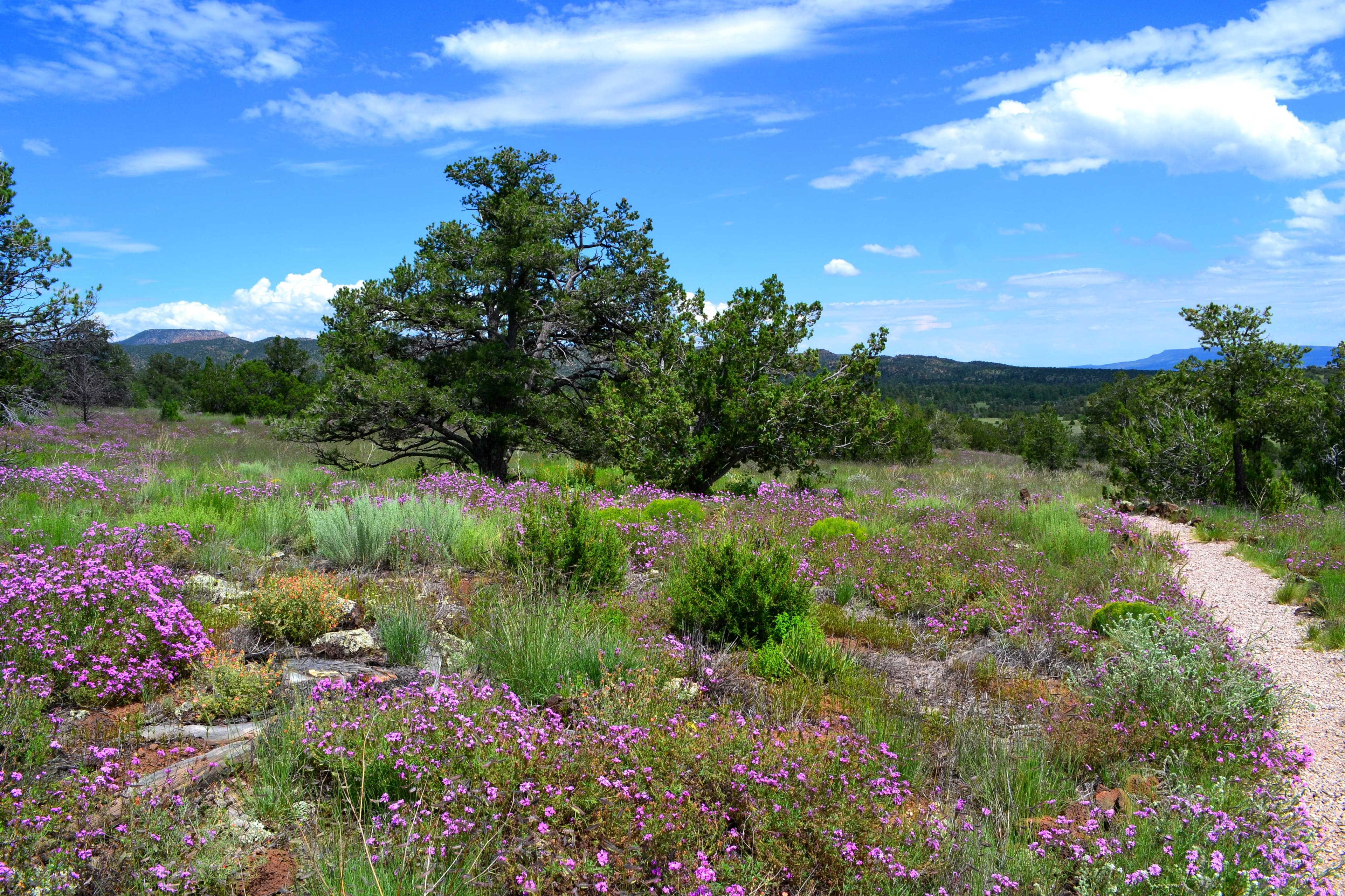 El Calderon Area Trailhead