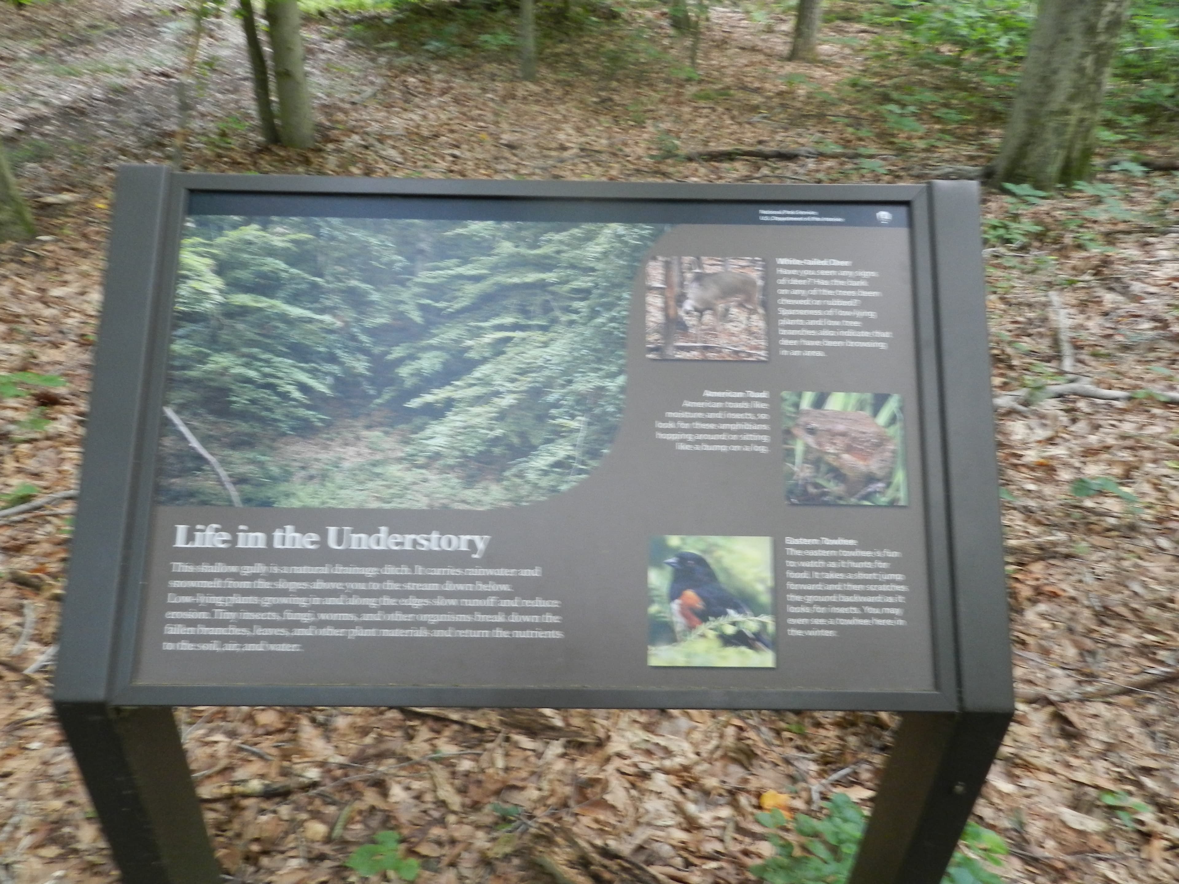 Life in the Understory