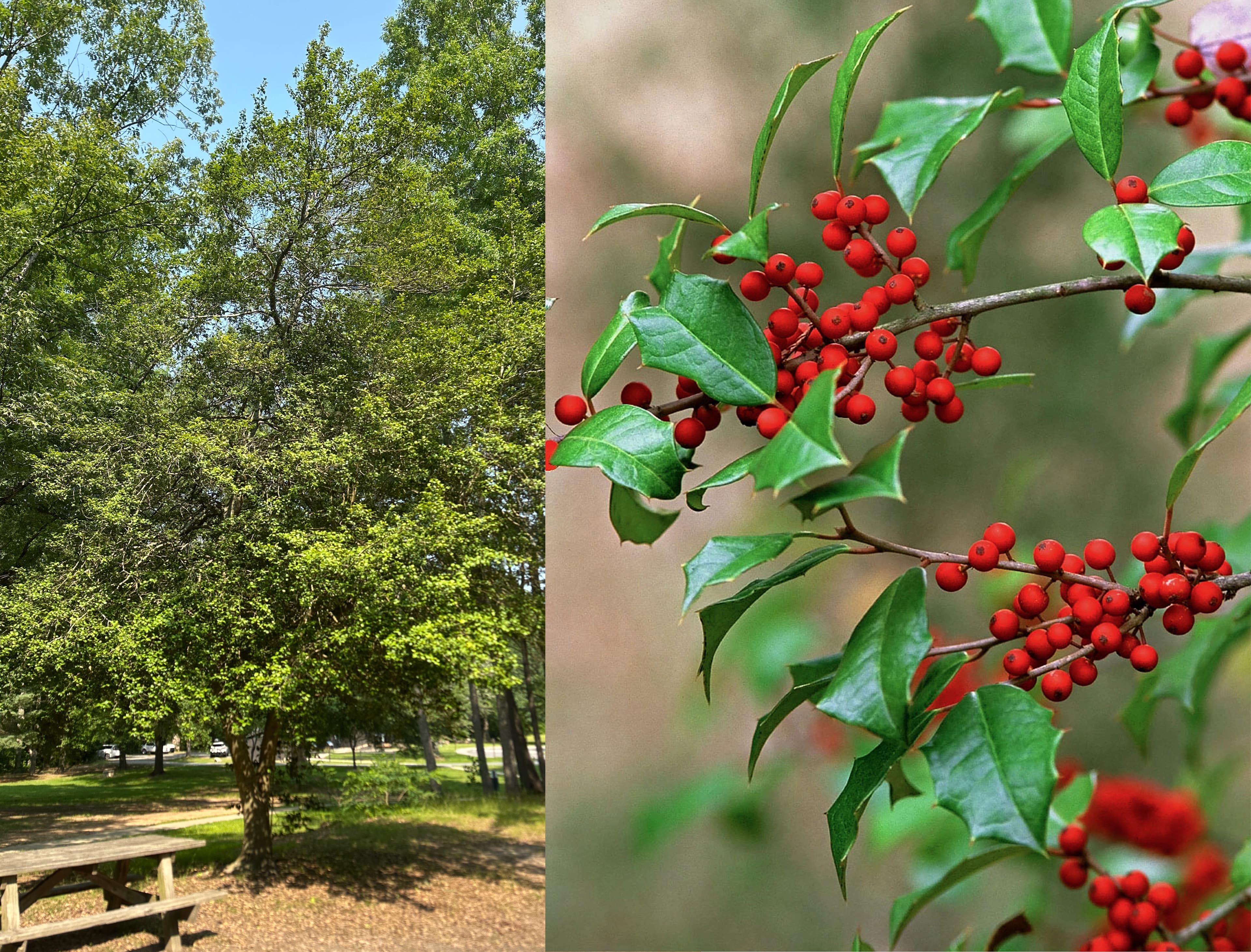 American Holly (Ilex opaca)